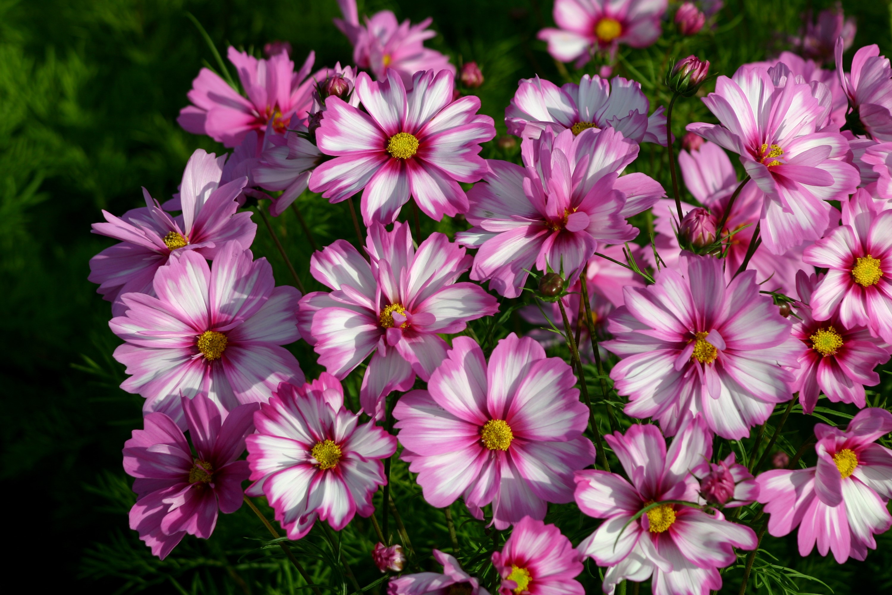 Pink and white cosmos flowers in bloom HD Wallpaper