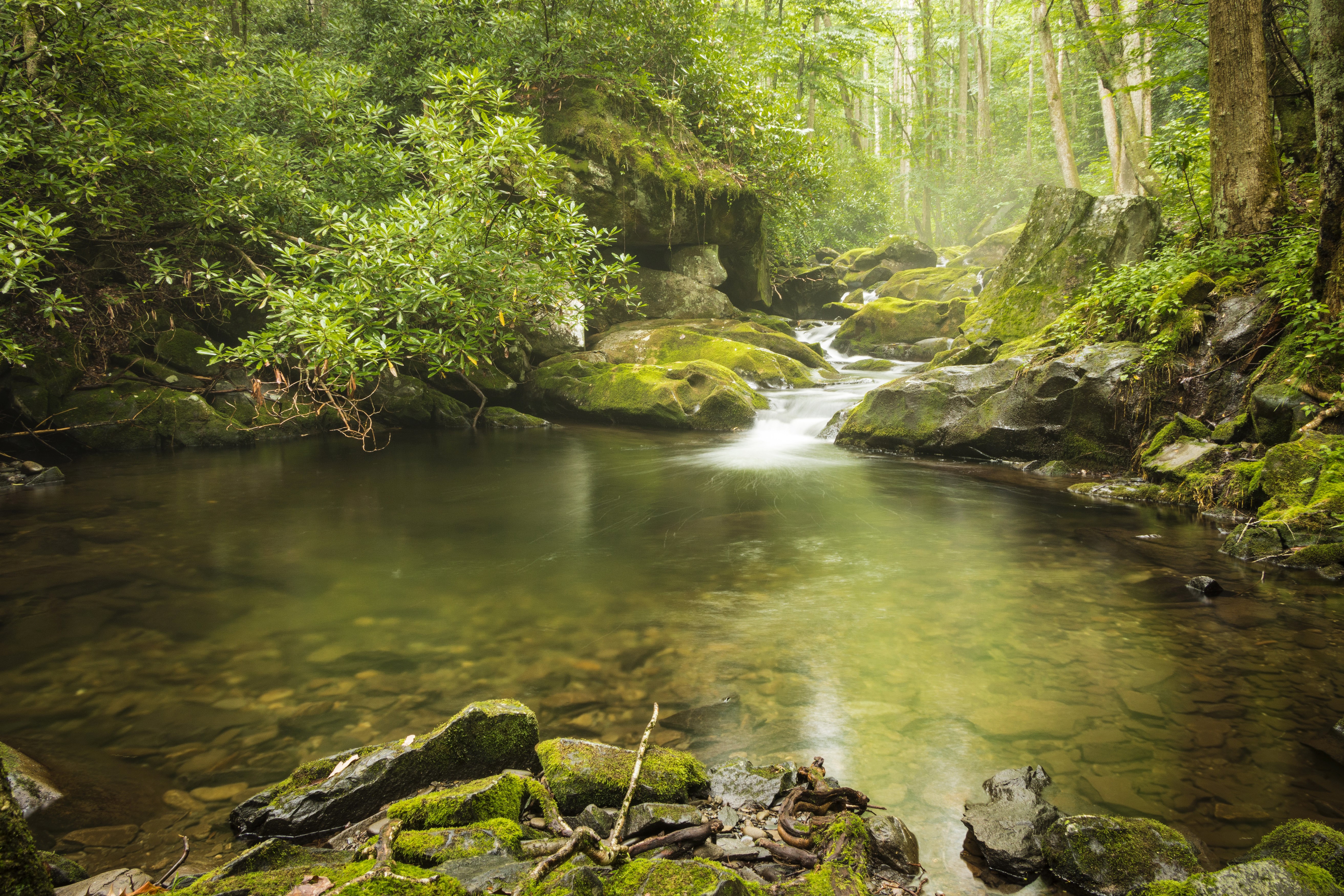 Stream flowing through Great Smoky Mountains National Park HD Wallpaper