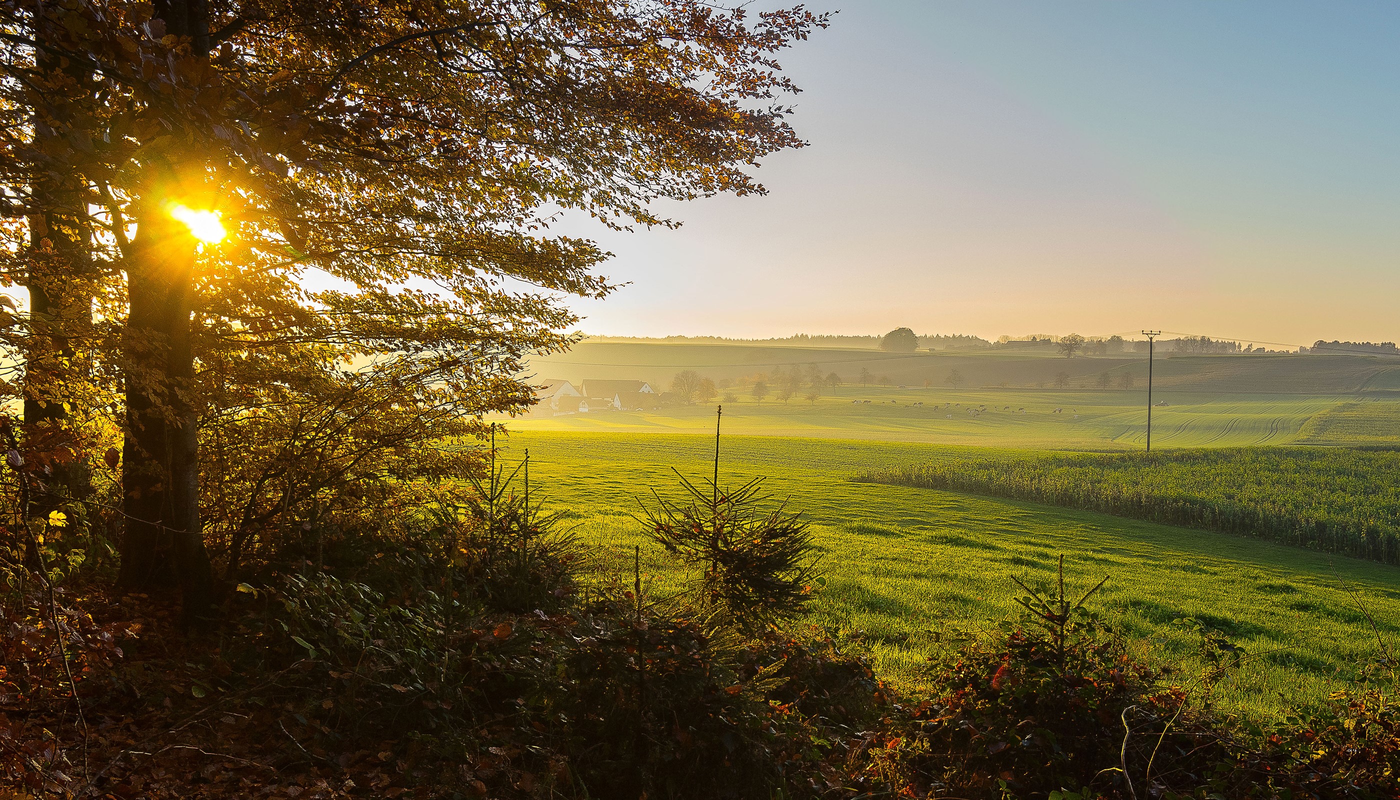 Sunlight through trees over Oberschwaben fields in Germany HD Wallpaper