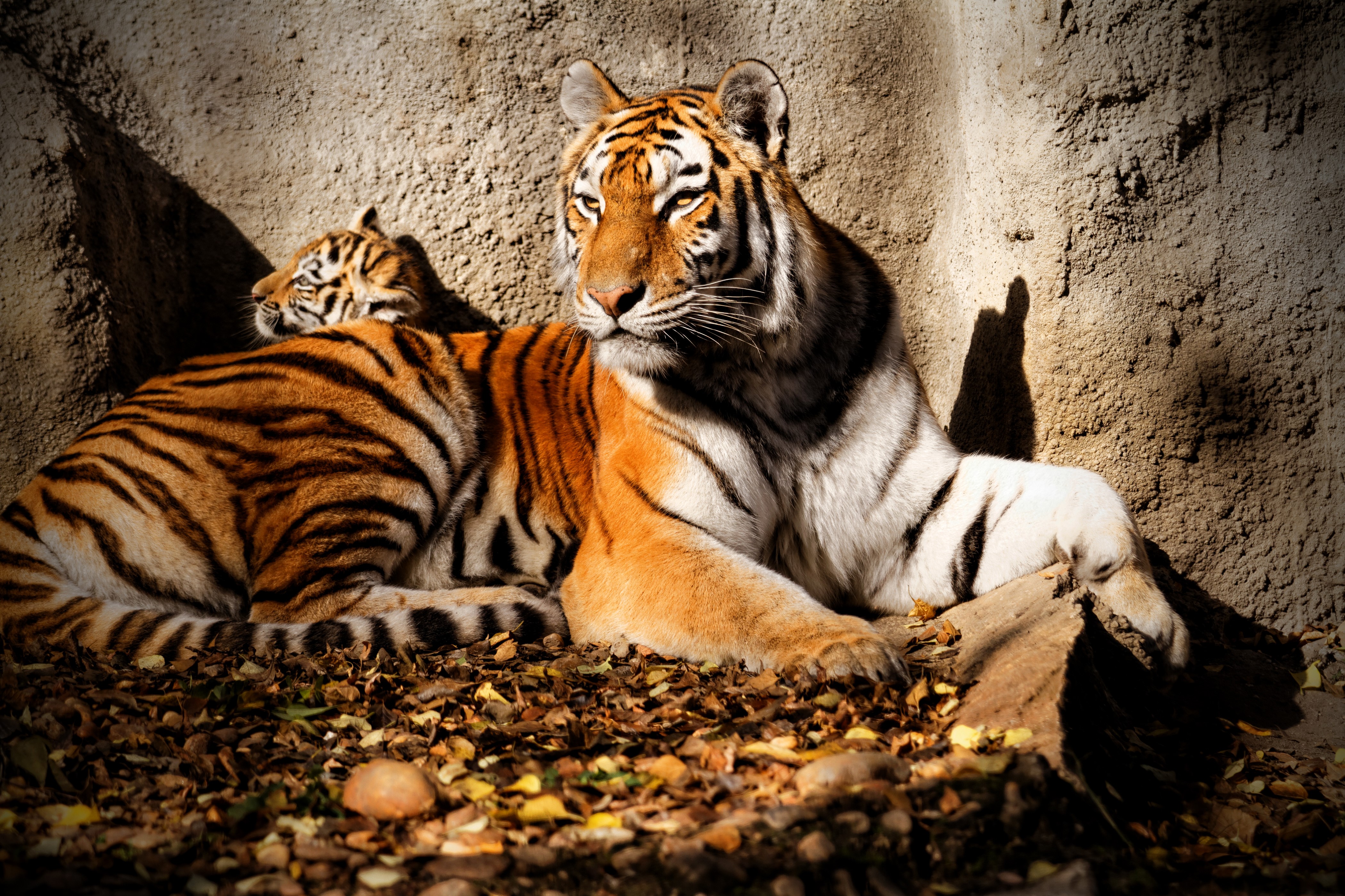 Two tigers resting near a rock wall HD Wallpaper