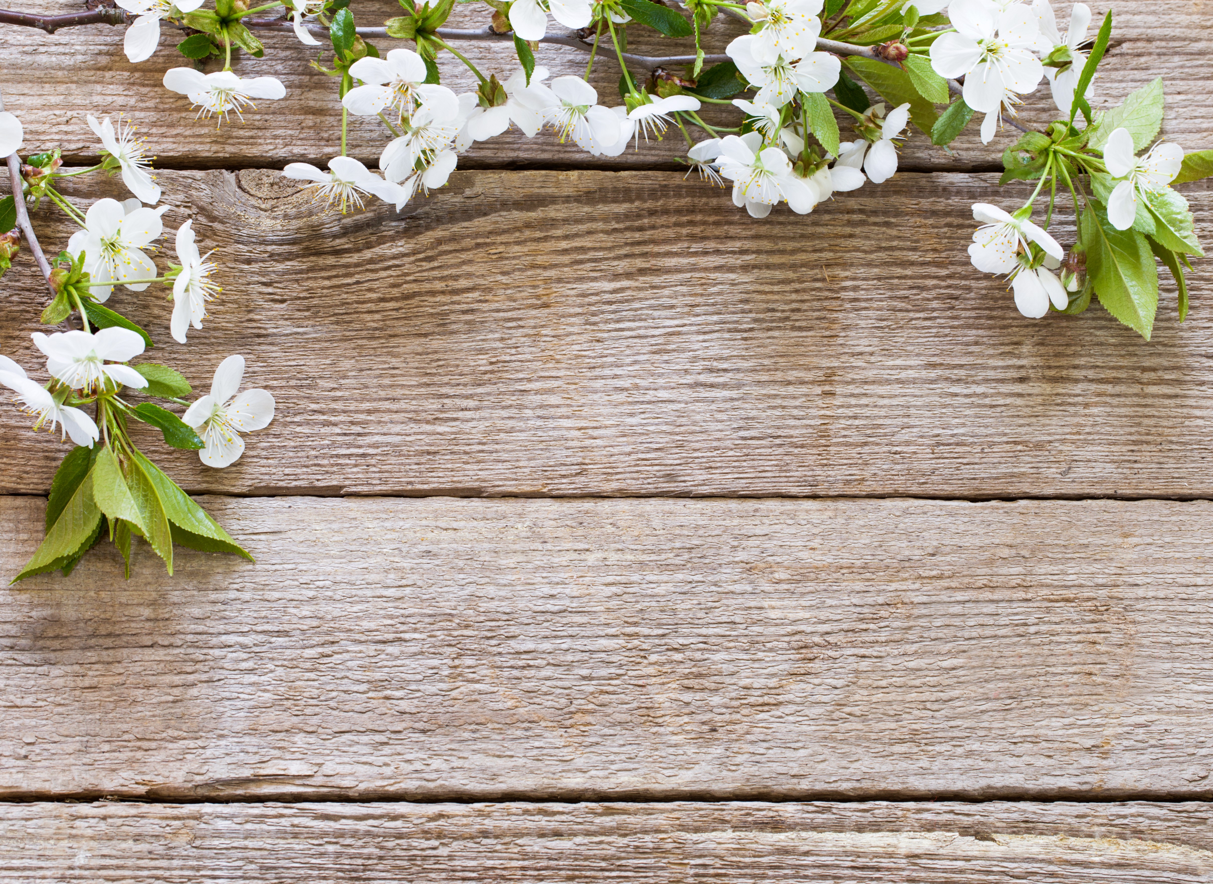 Cherry Blossoms on Wood Planks HD Wallpaper