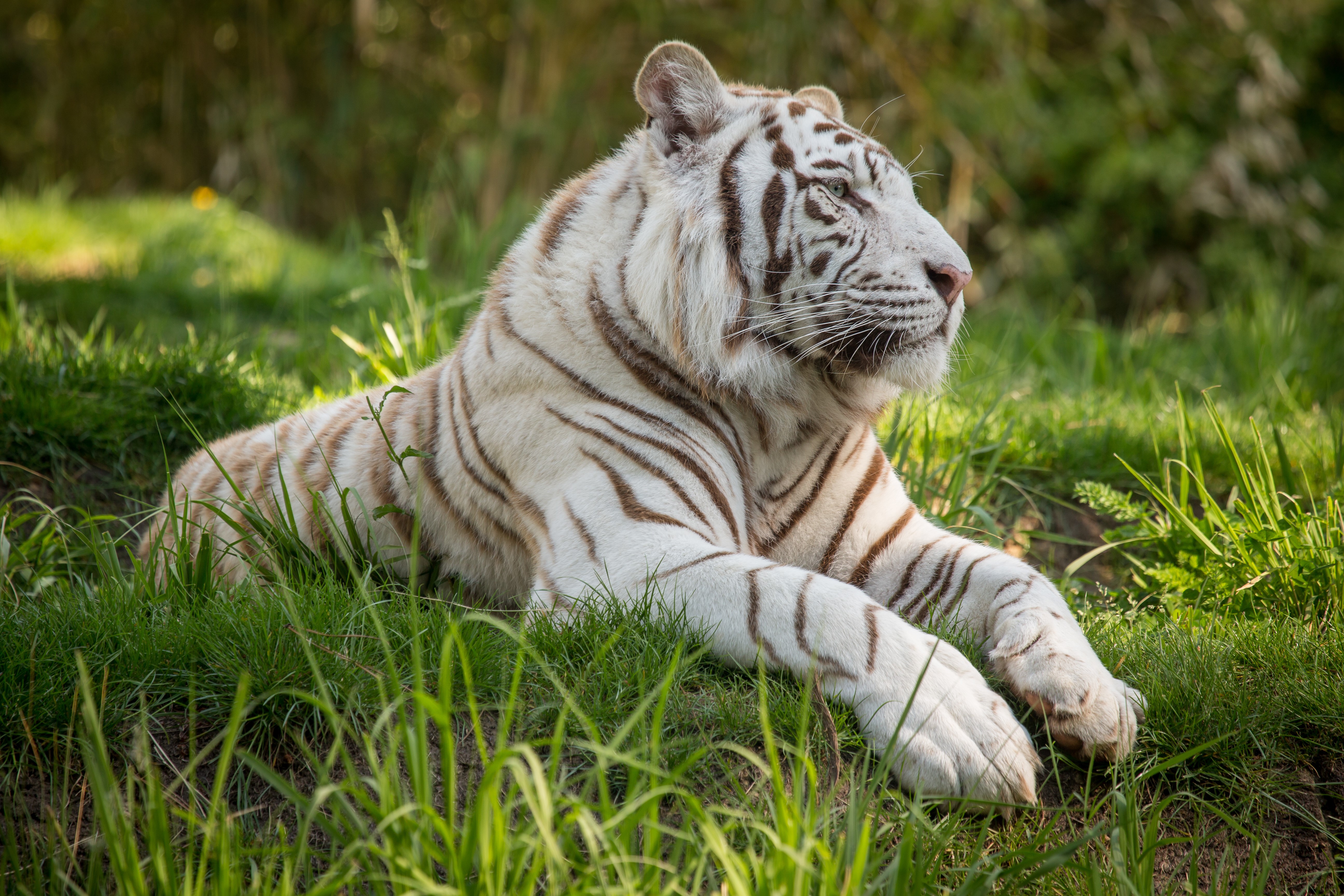 White Tiger Lying in Grass HD Wallpaper