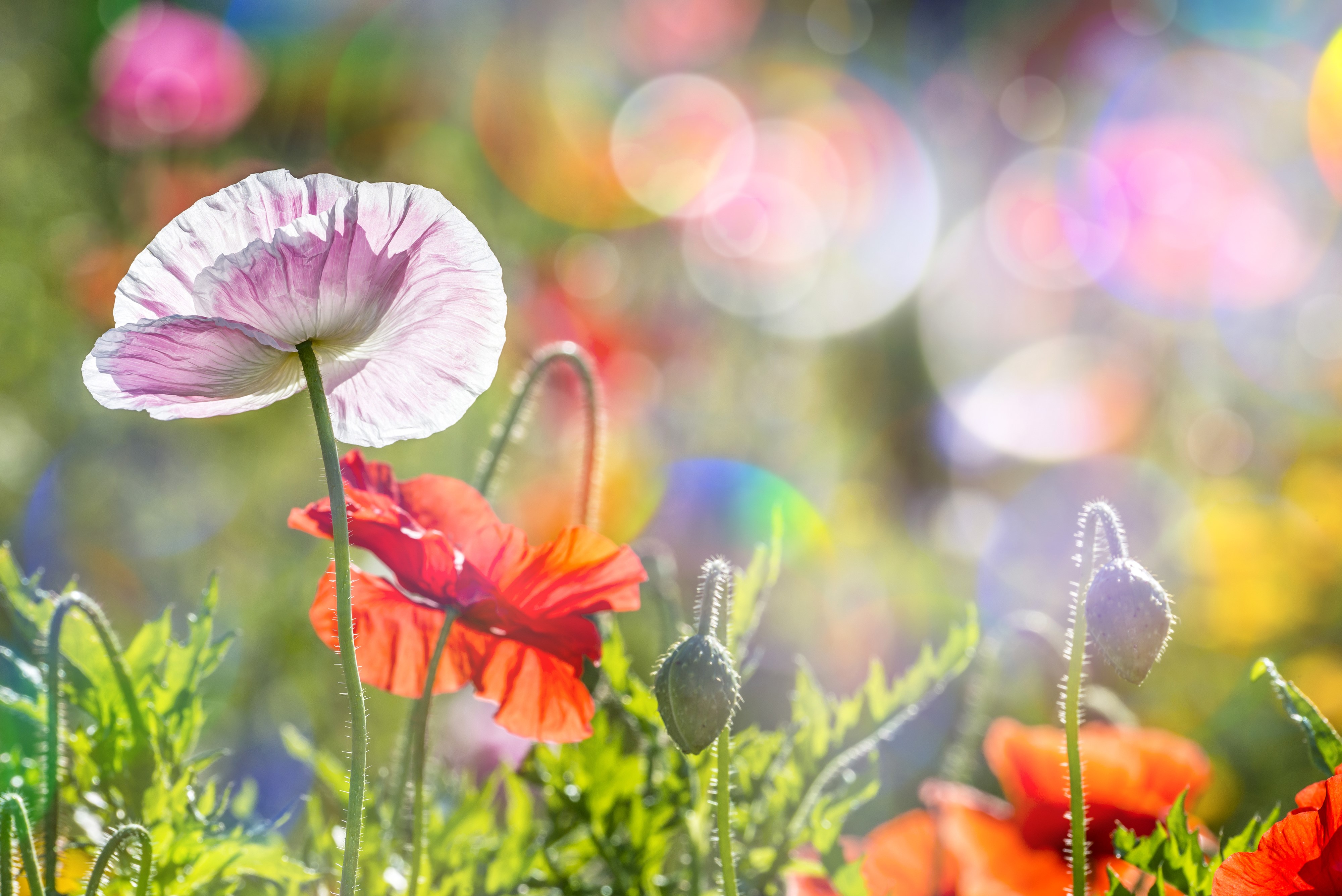 4K Poppies Closeup HD Wallpaper