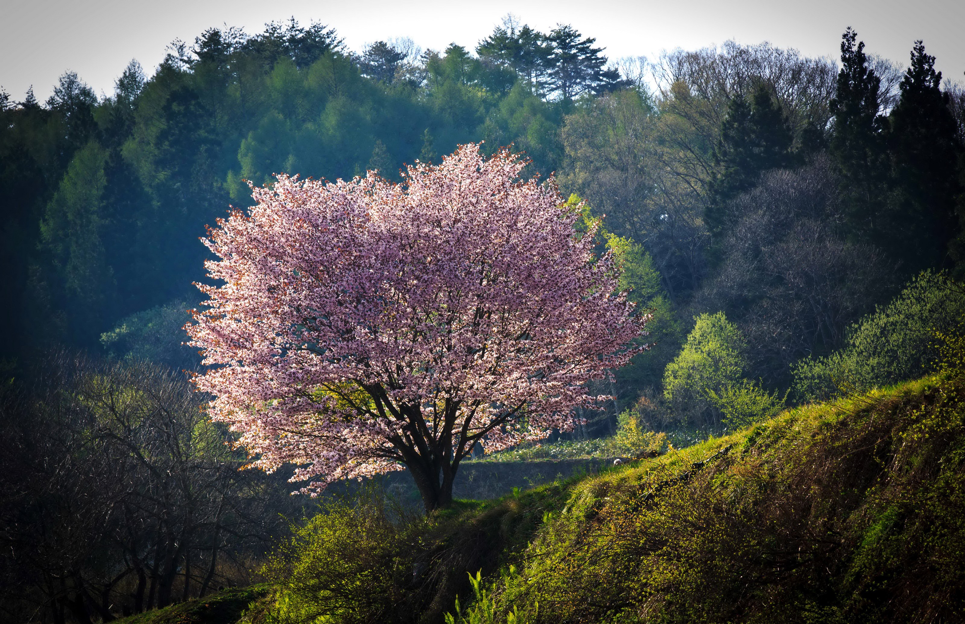 Flowering Cherry Tree in Nagano Park HD Wallpaper