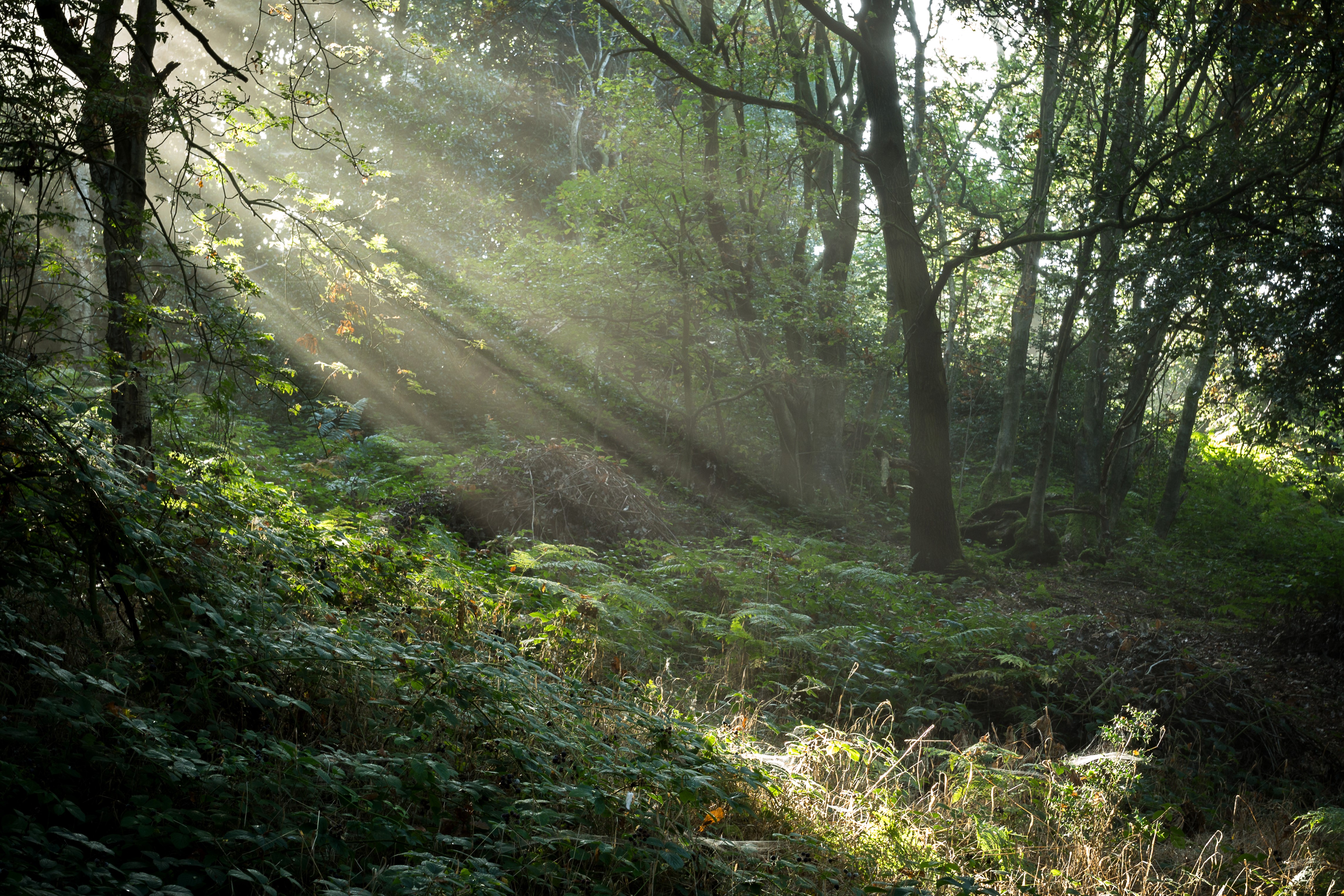 4K Rays of light in Stonecliffe Woods, United Kingdom HD Wallpaper