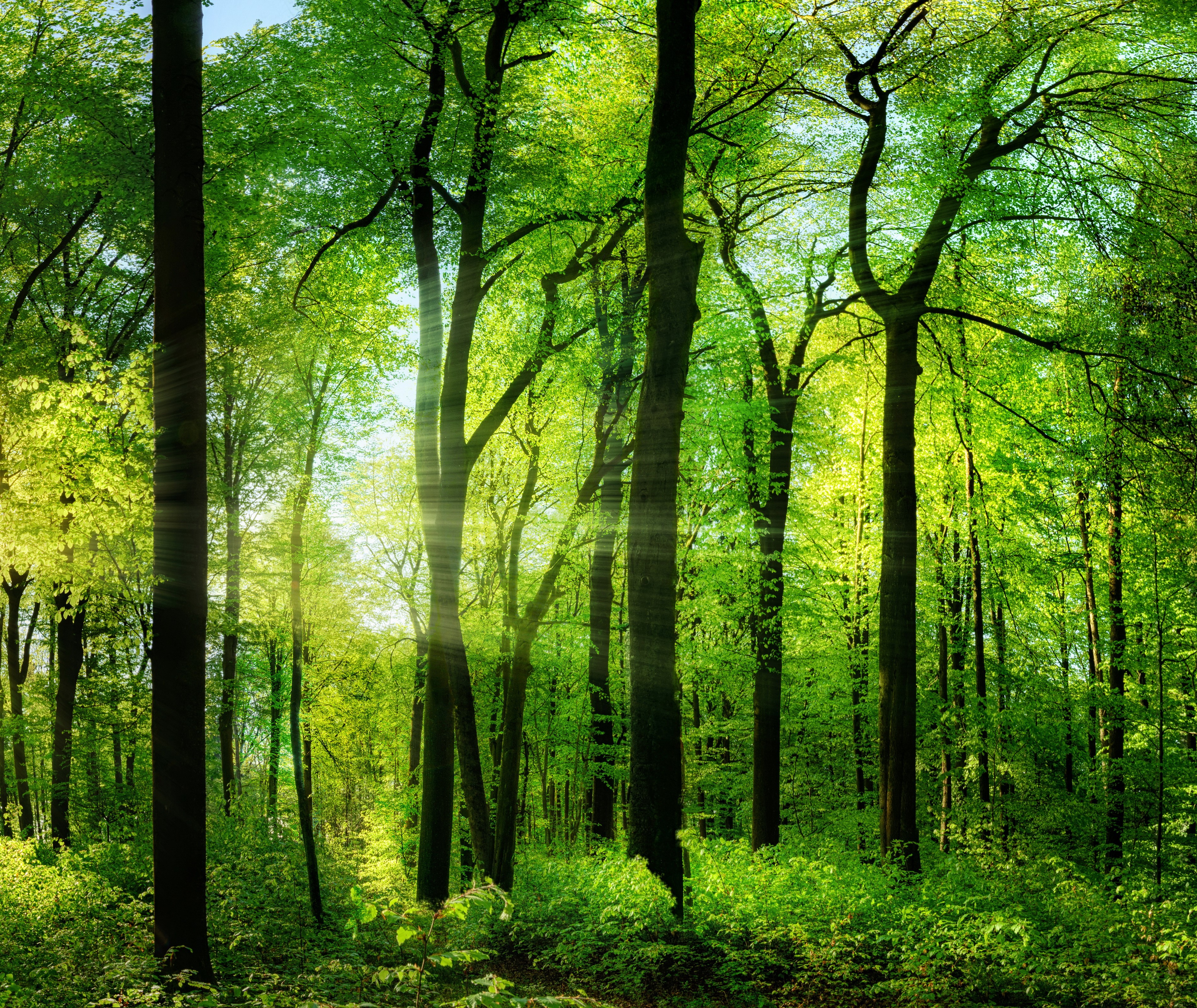 Sunlight filtering through a dense green forest HD Wallpaper