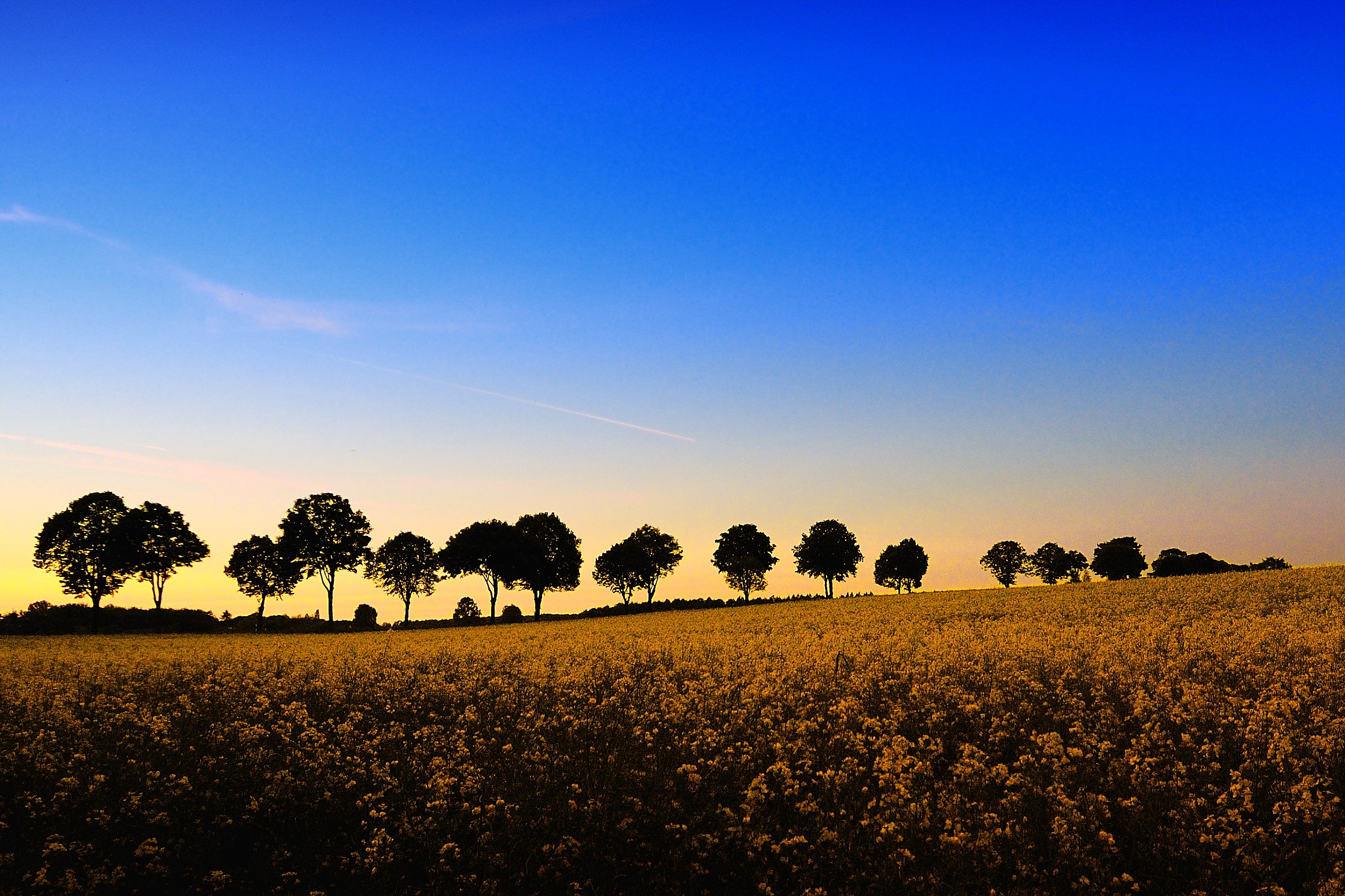 Silhouette trees in a field at sunset HD Wallpaper