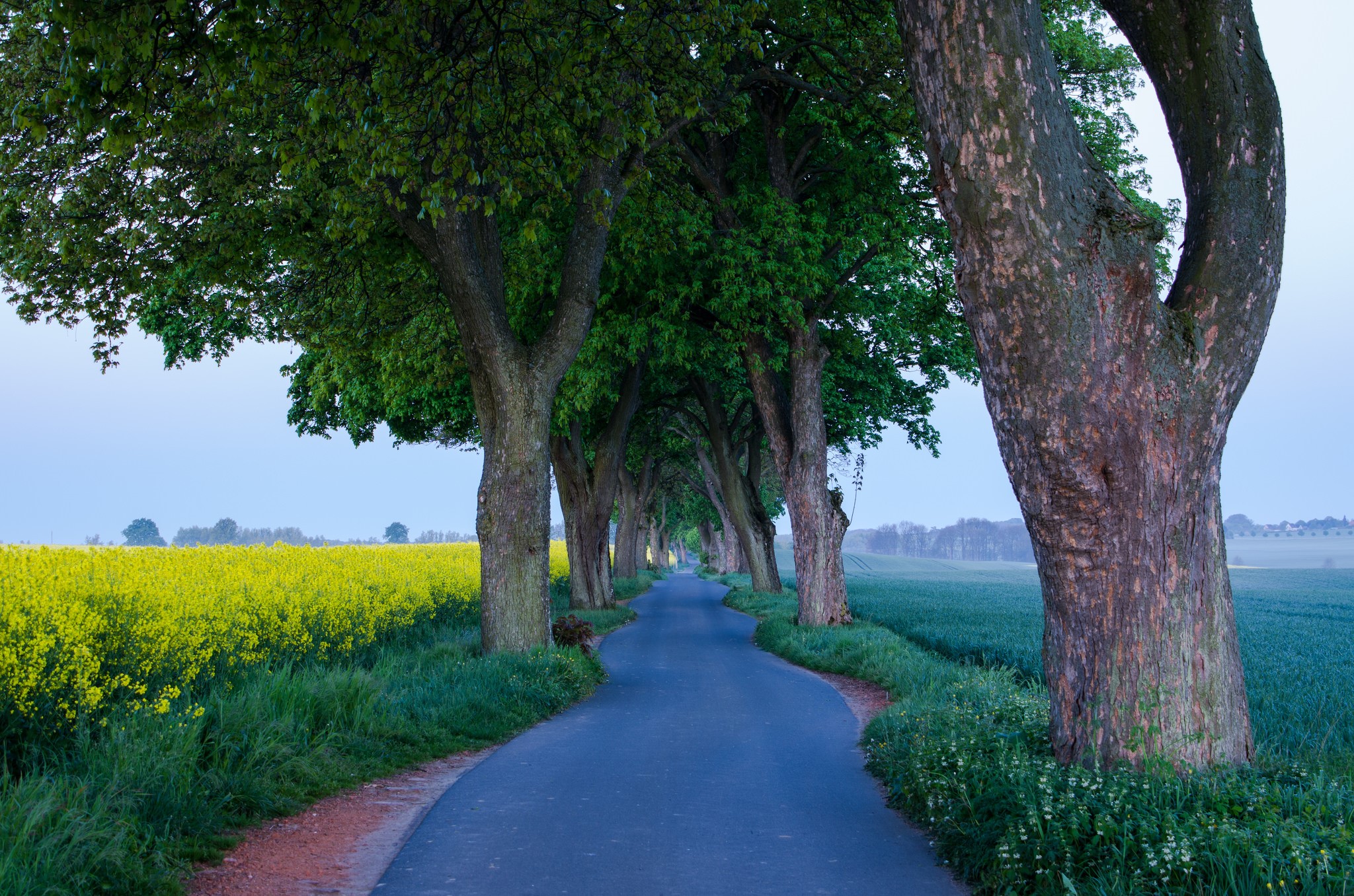 Road lined with trees and fields HD Wallpaper
