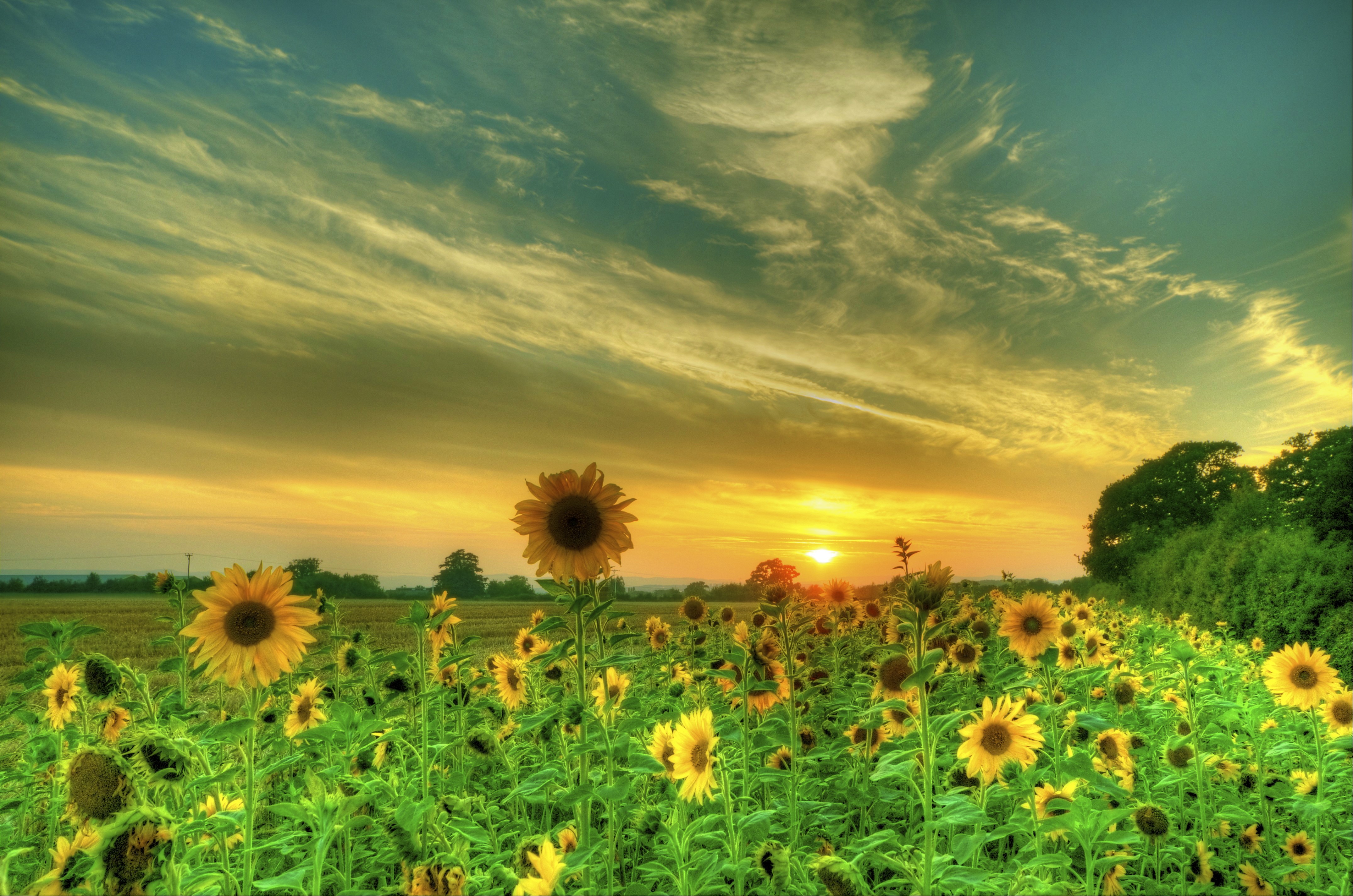 4K Sunflowers Field at Sunset HD Wallpaper