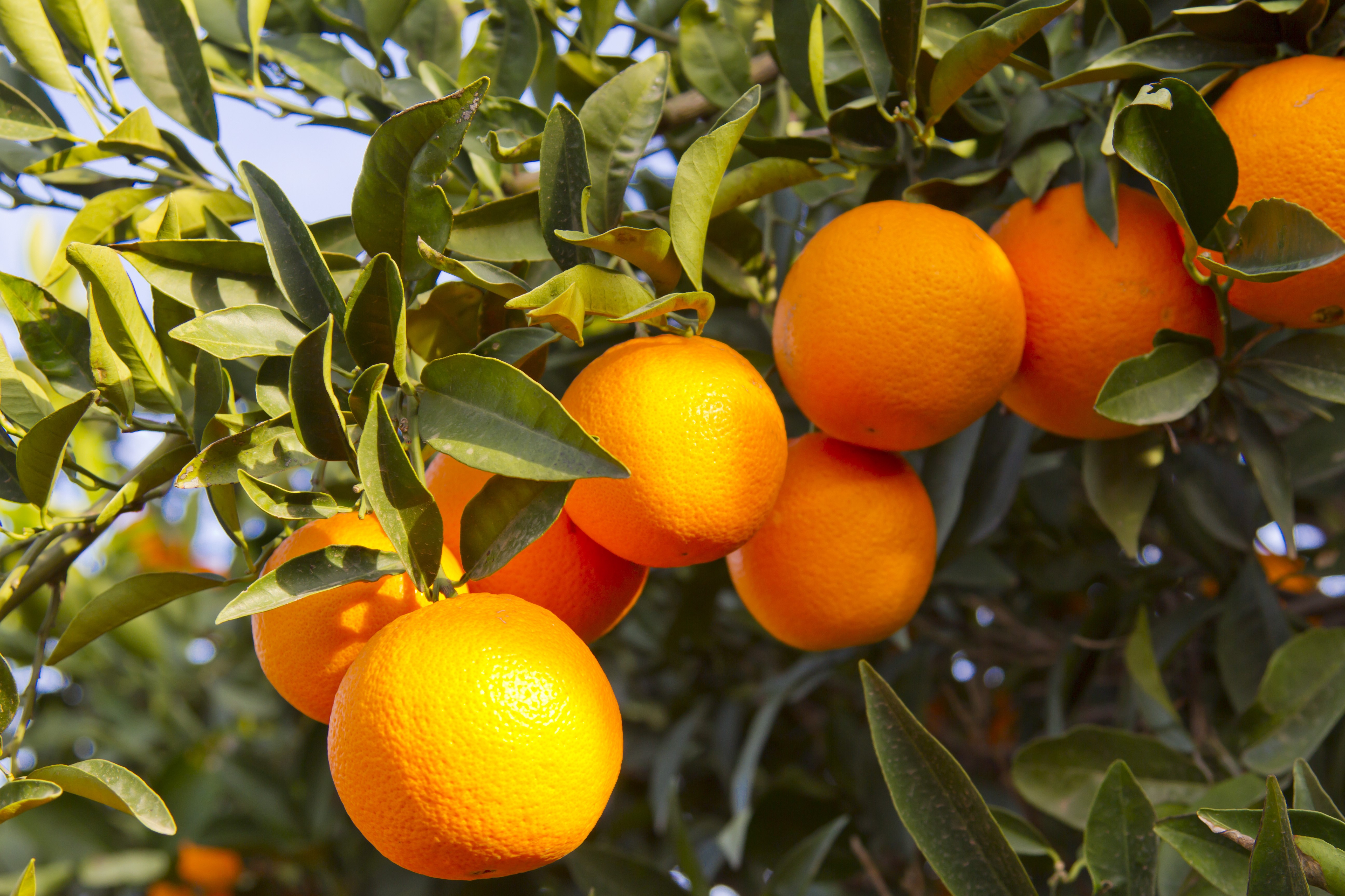 Oranges on a tree branch with green leaves HD Wallpaper