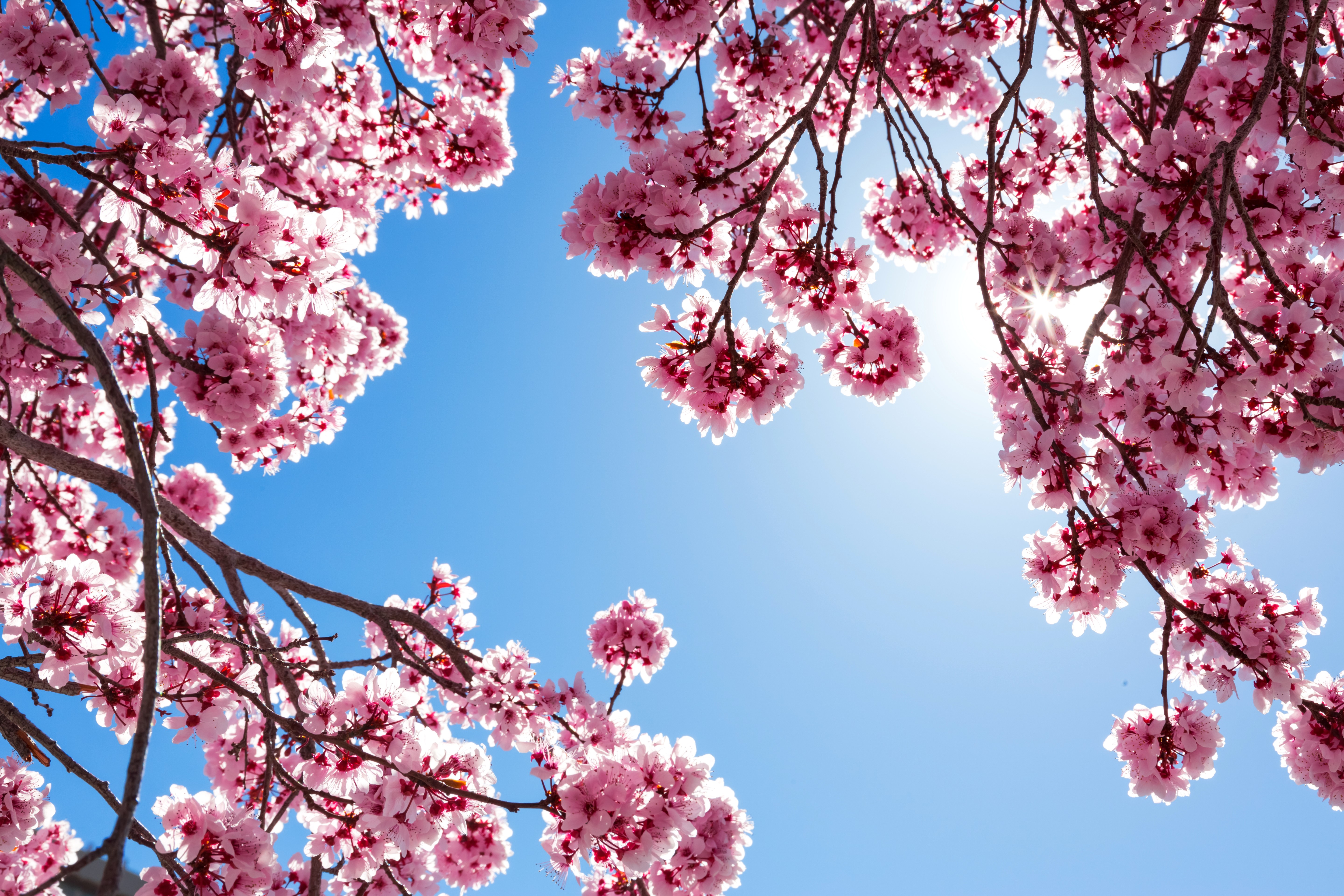 Pink Cherry Blossoms Against Blue Sky HD Wallpaper