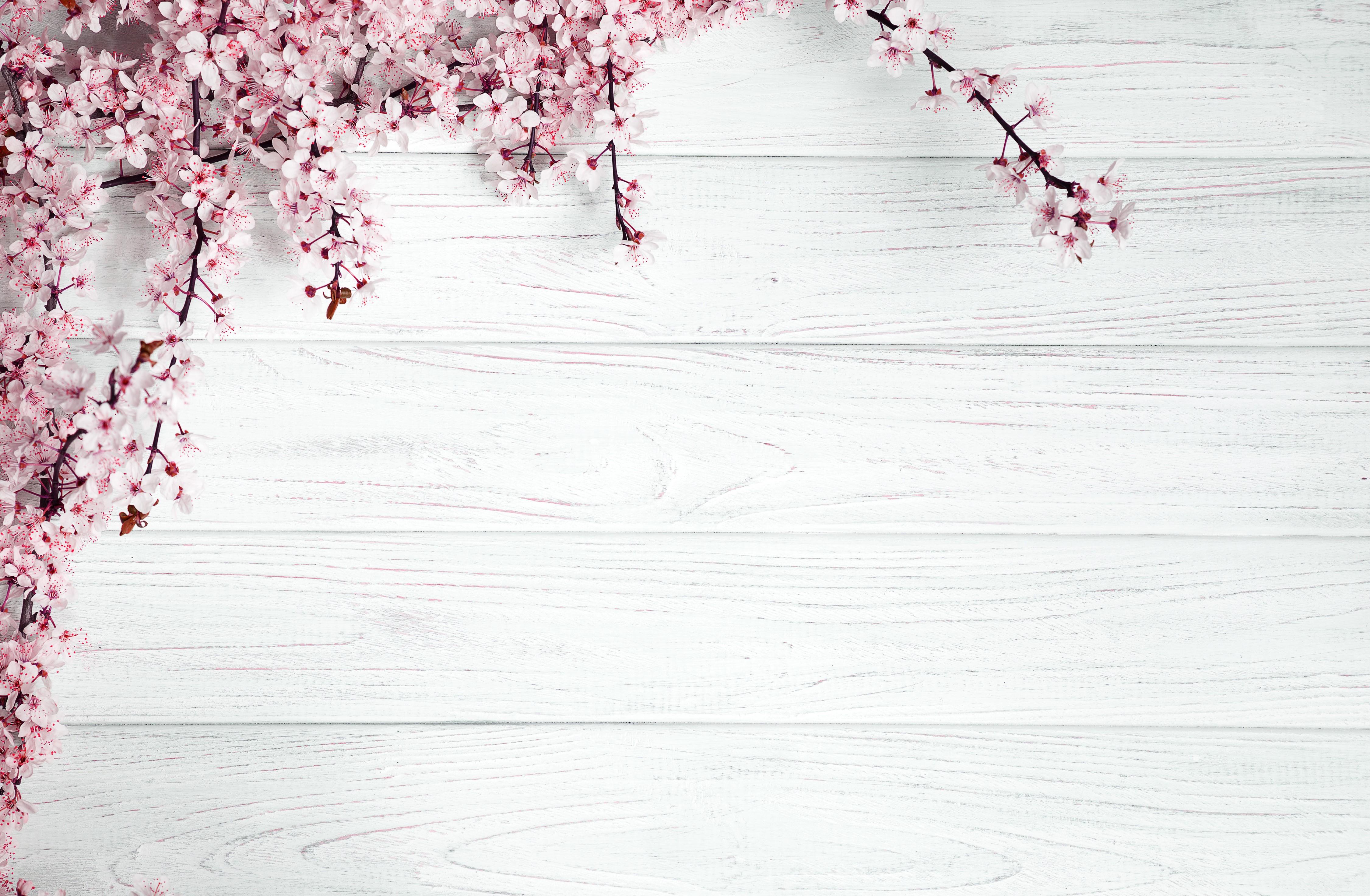 Flowering branches on white wooden planks HD Wallpaper