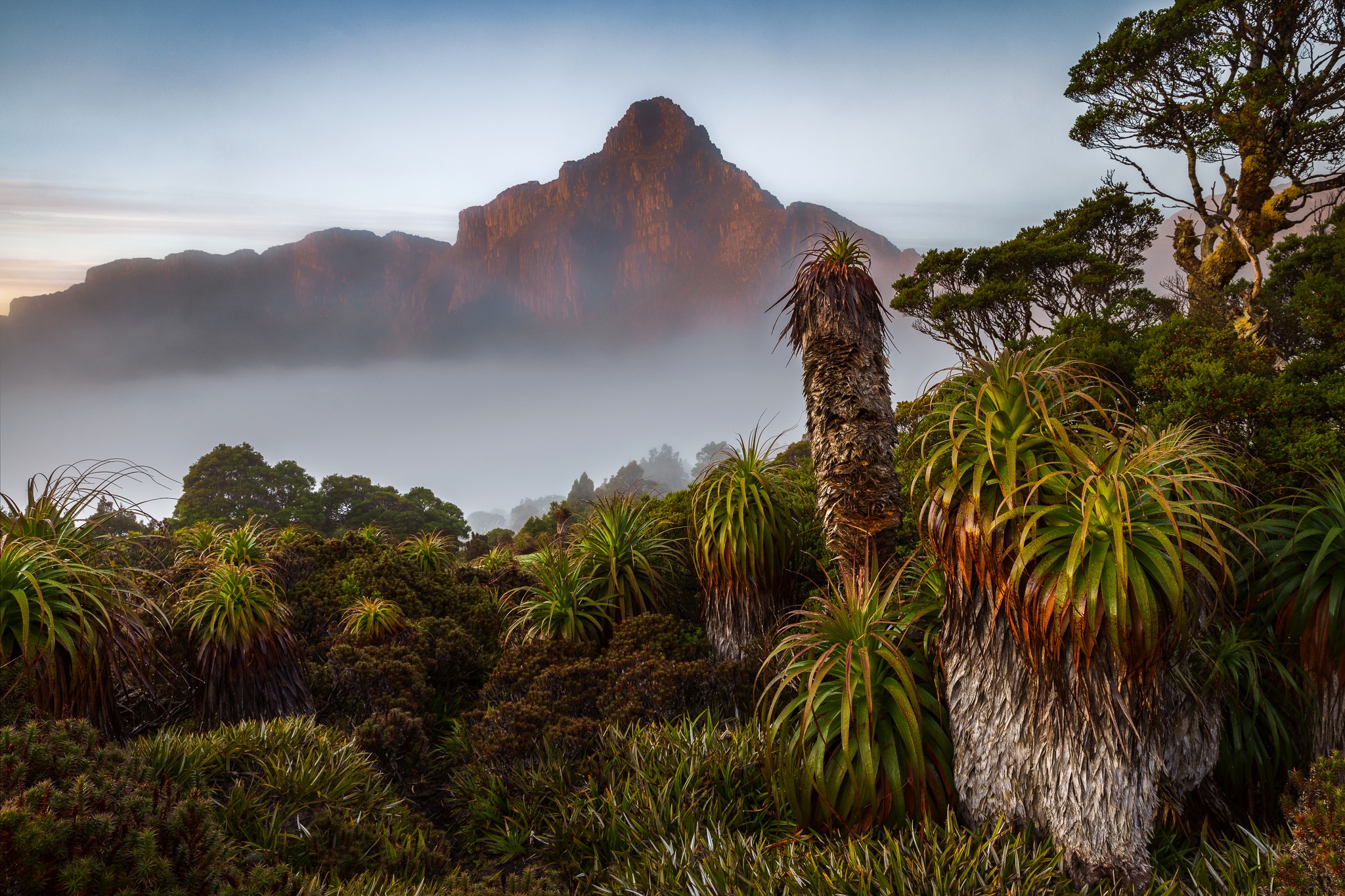 Mountain landscape with fog and unique plants in Australia HD Wallpaper