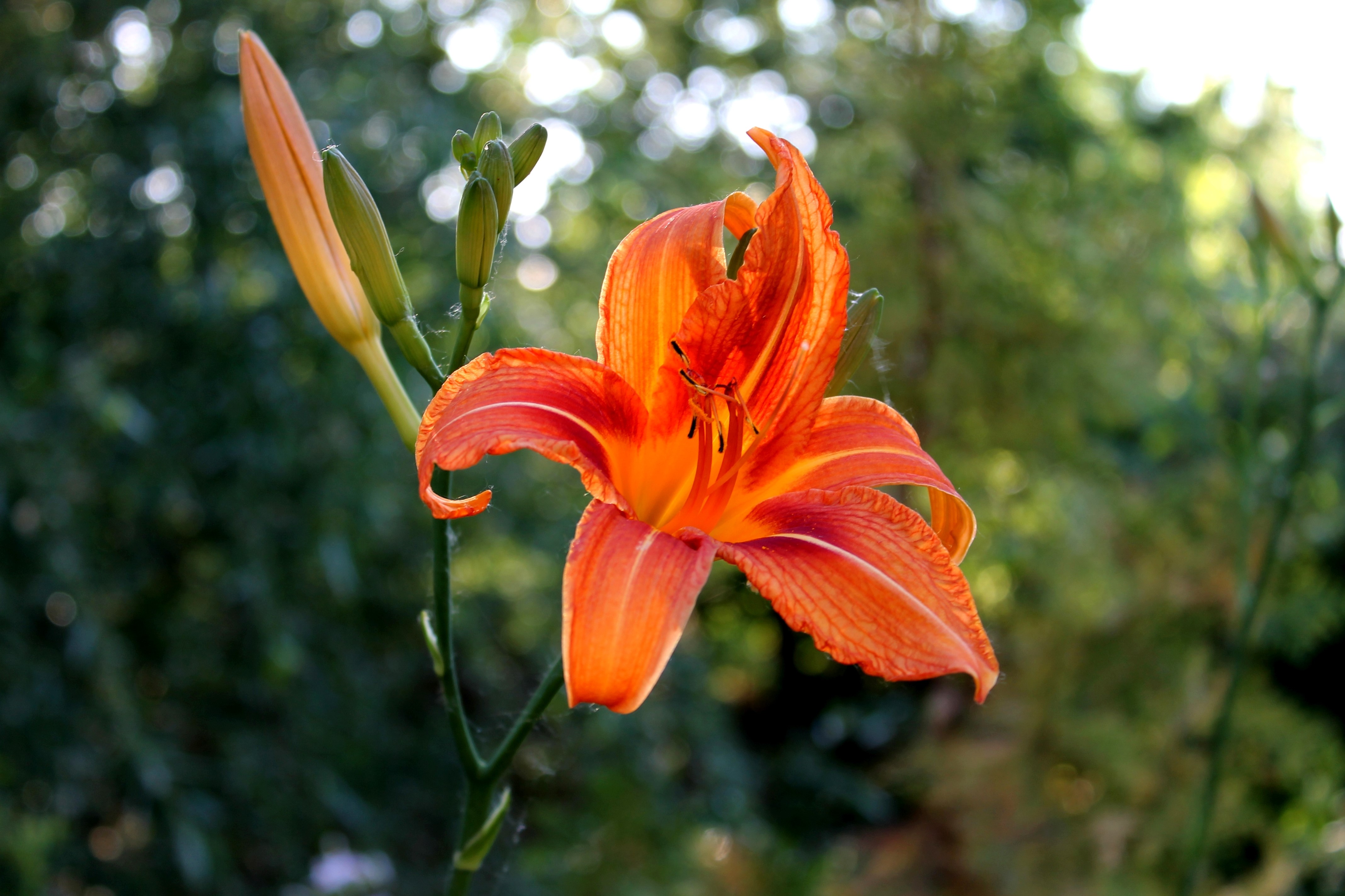 Orange Lily Flower HD Wallpaper