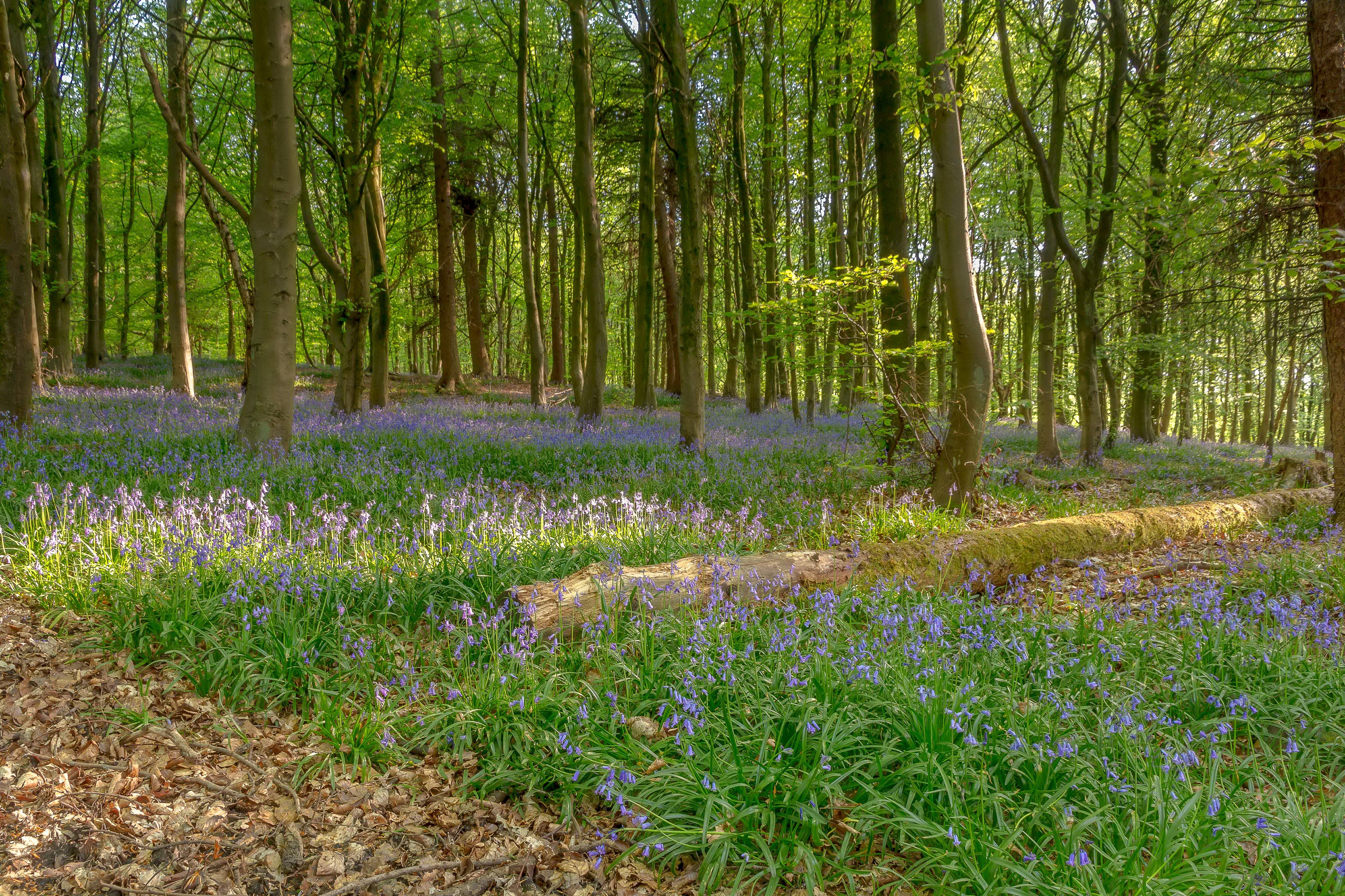 Bluebells in a sunlit forest with fallen log HD Wallpaper