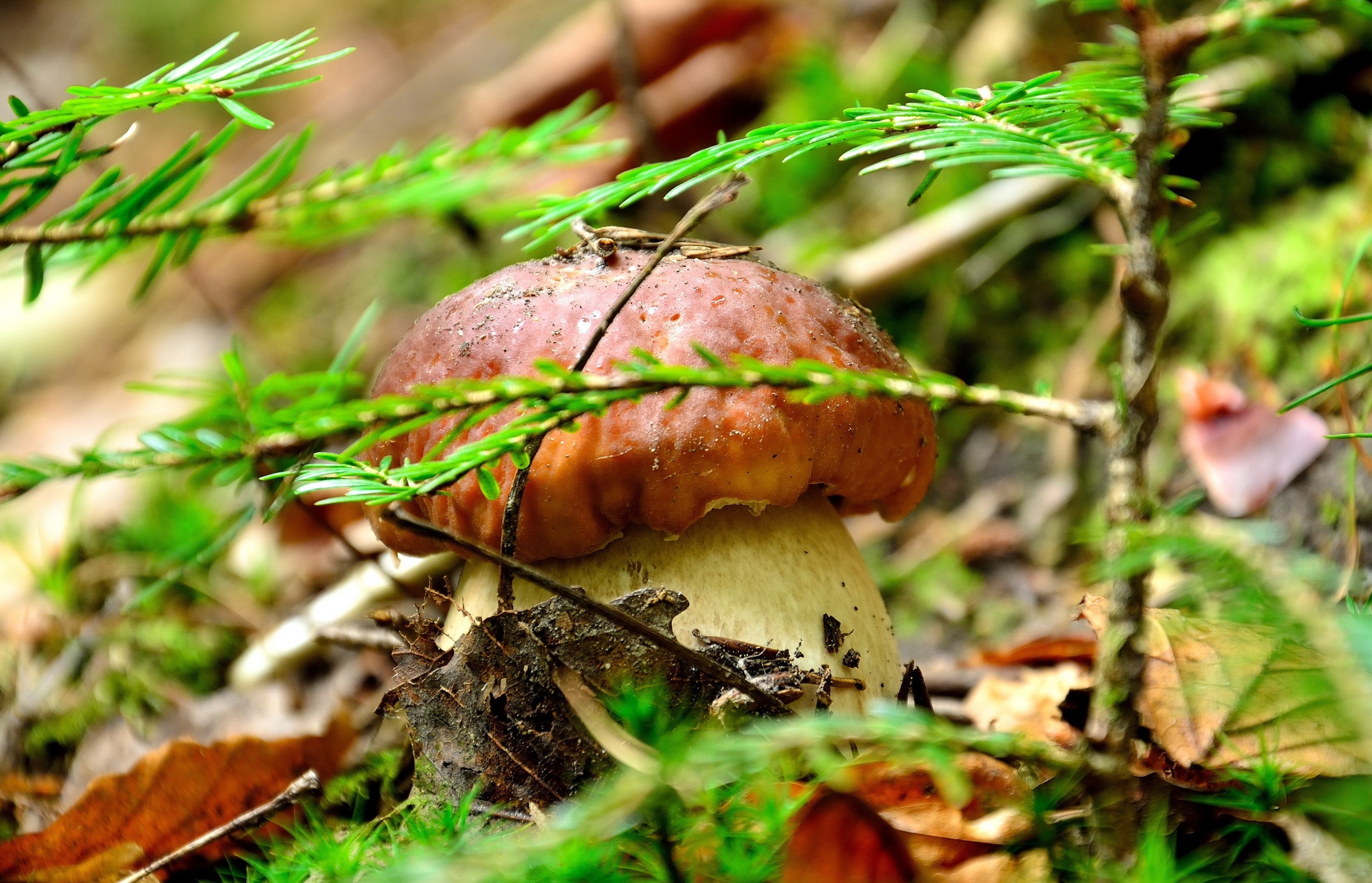 Mushroom in a forest with pine needles HD Wallpaper