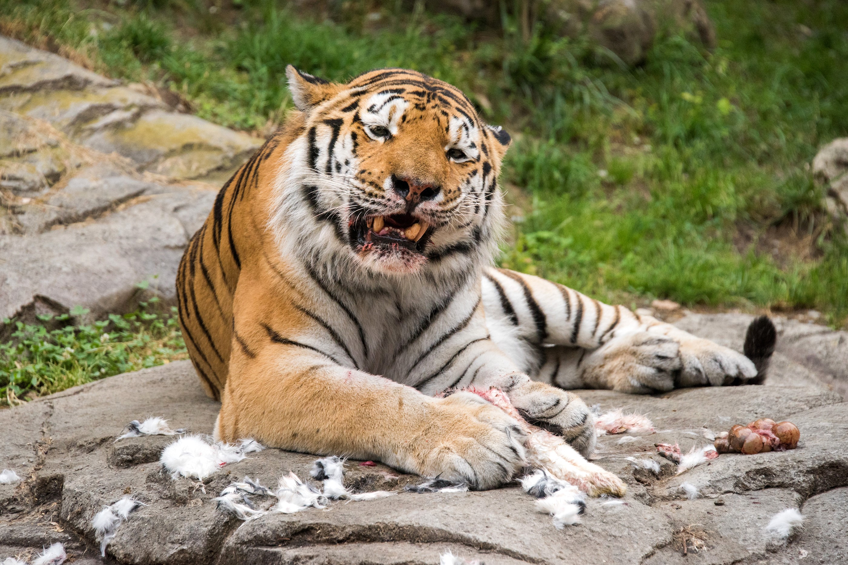 Tiger eating prey on rocks HD Wallpaper