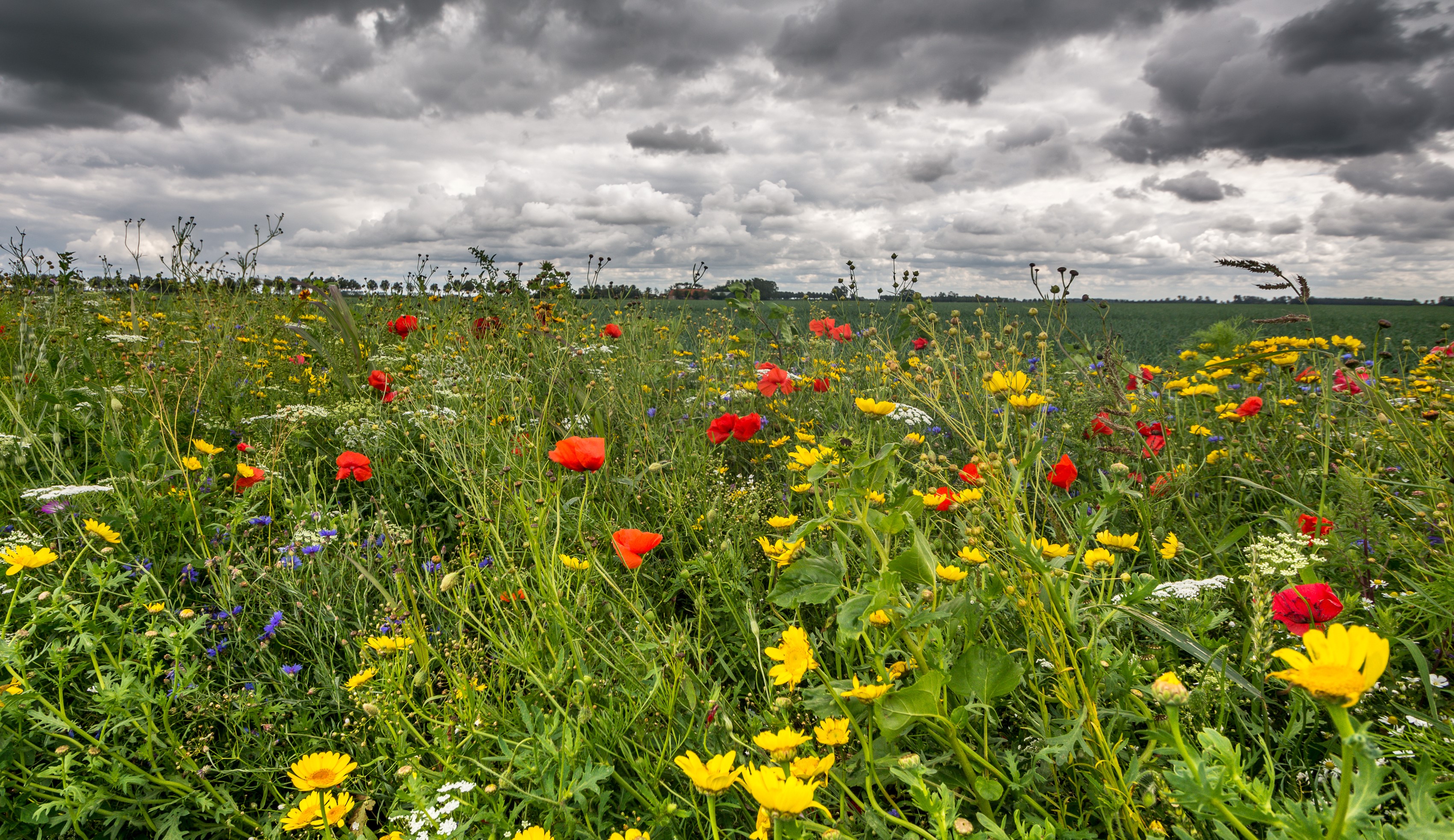 Field of wildflowers with poppies and yellow flowers under cloudy sky HD Wallpaper