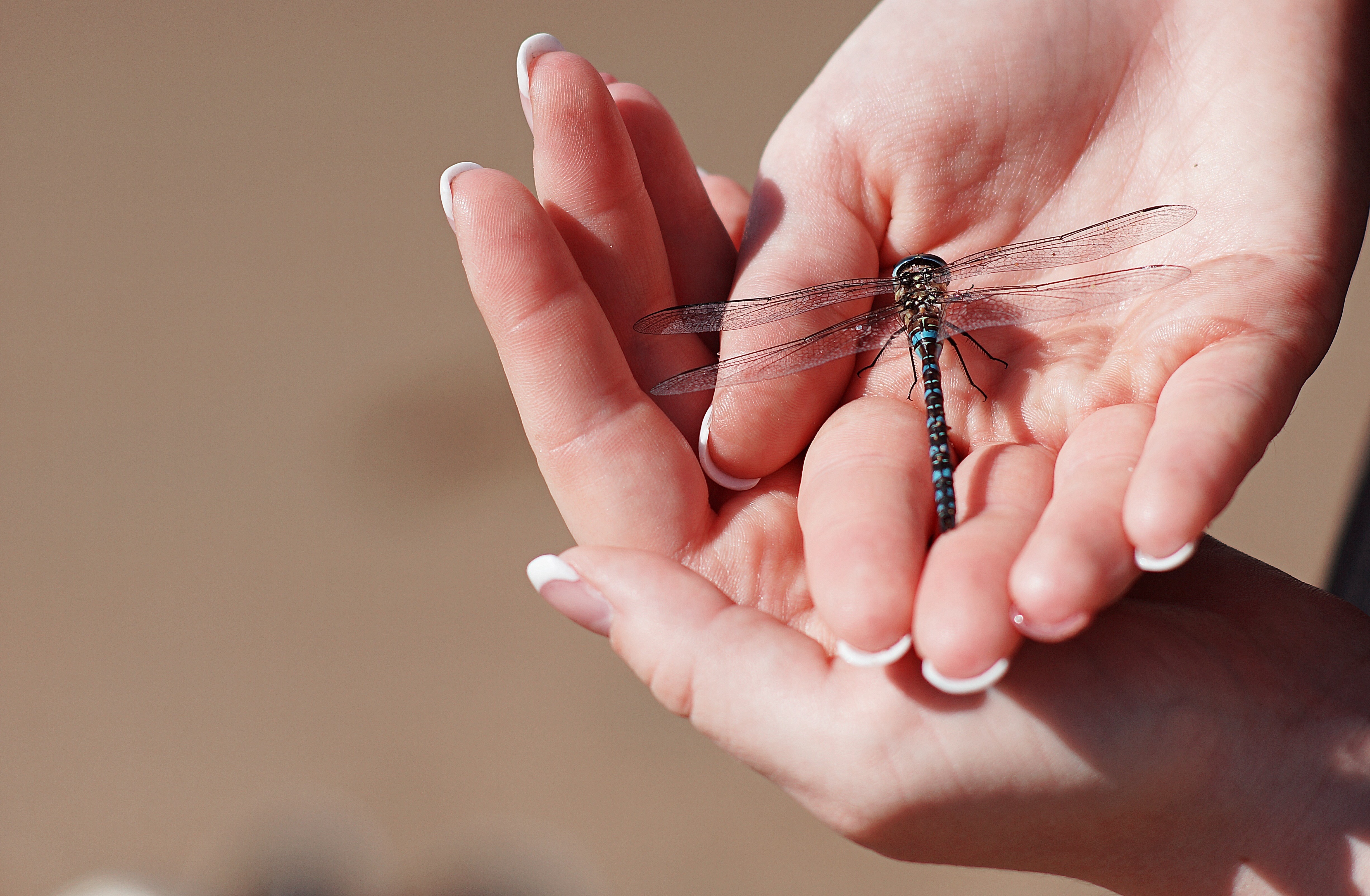 Dragonfly resting on hands HD Wallpaper
