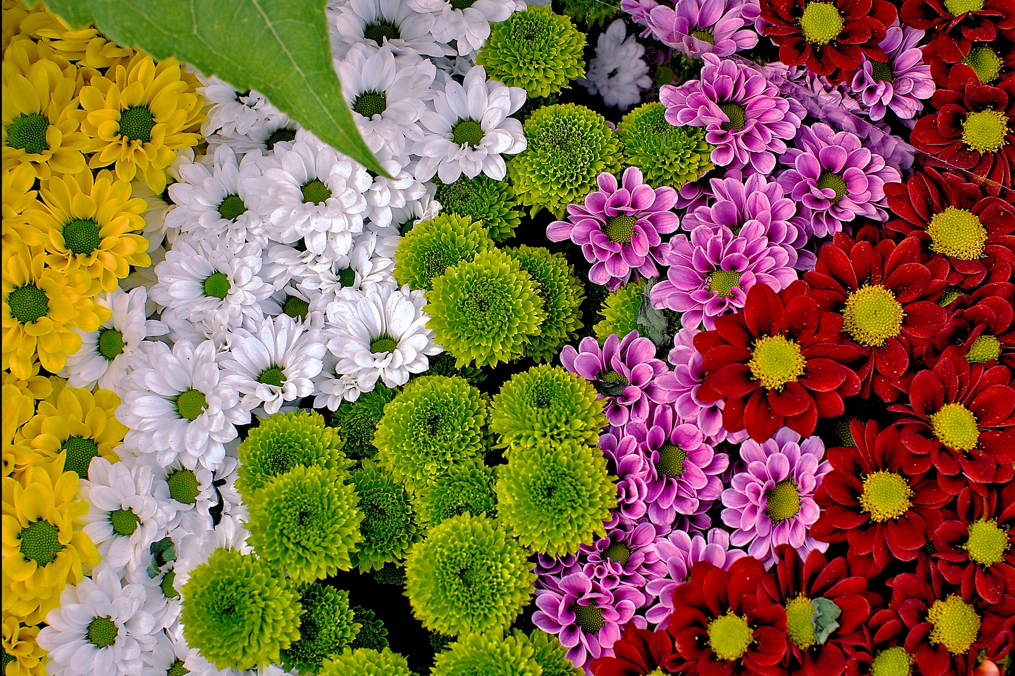 A colorful arrangement of chrysanthemums HD Wallpaper
