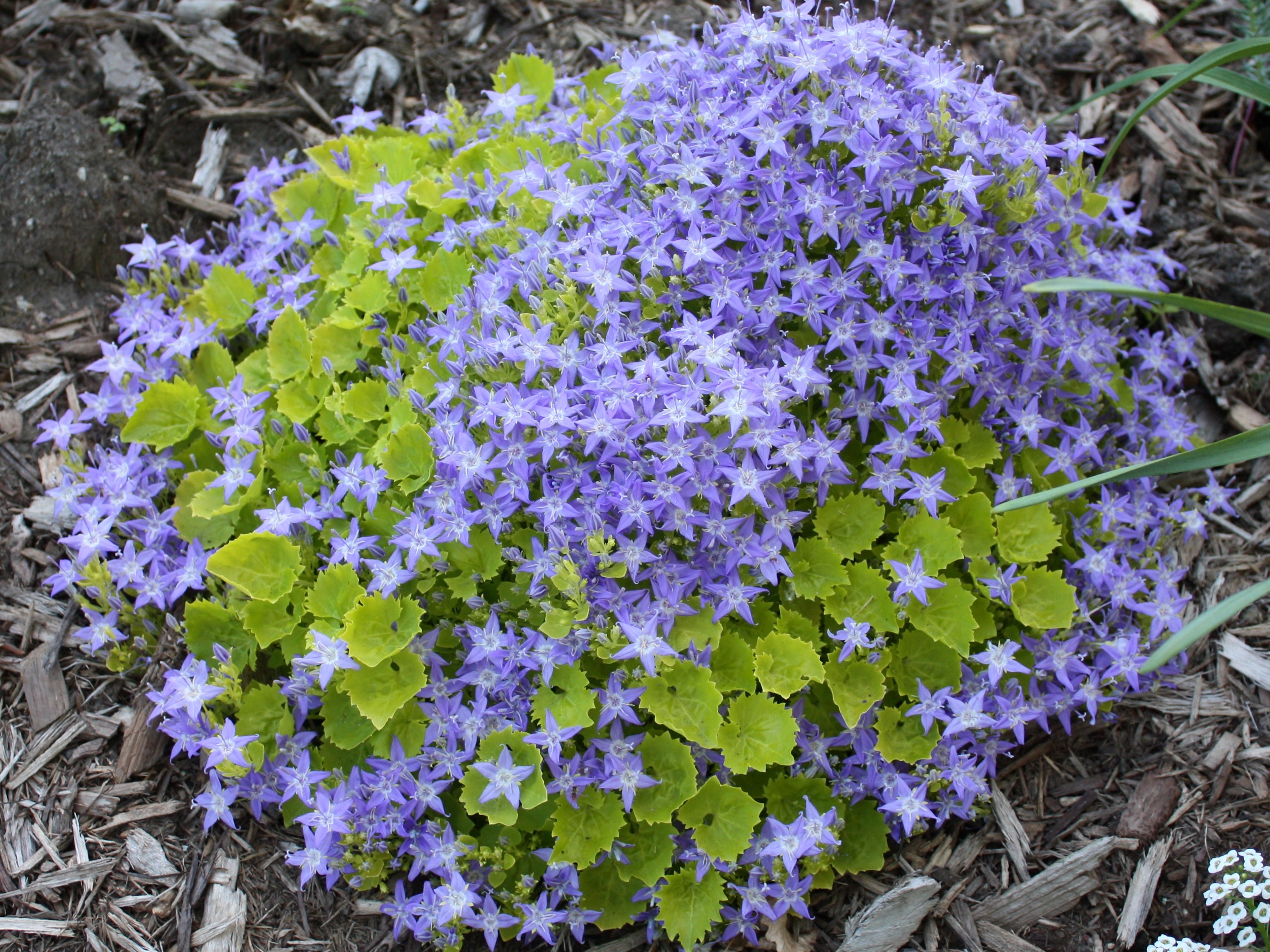 Violet bell-shaped flowers with green leaves HD Wallpaper