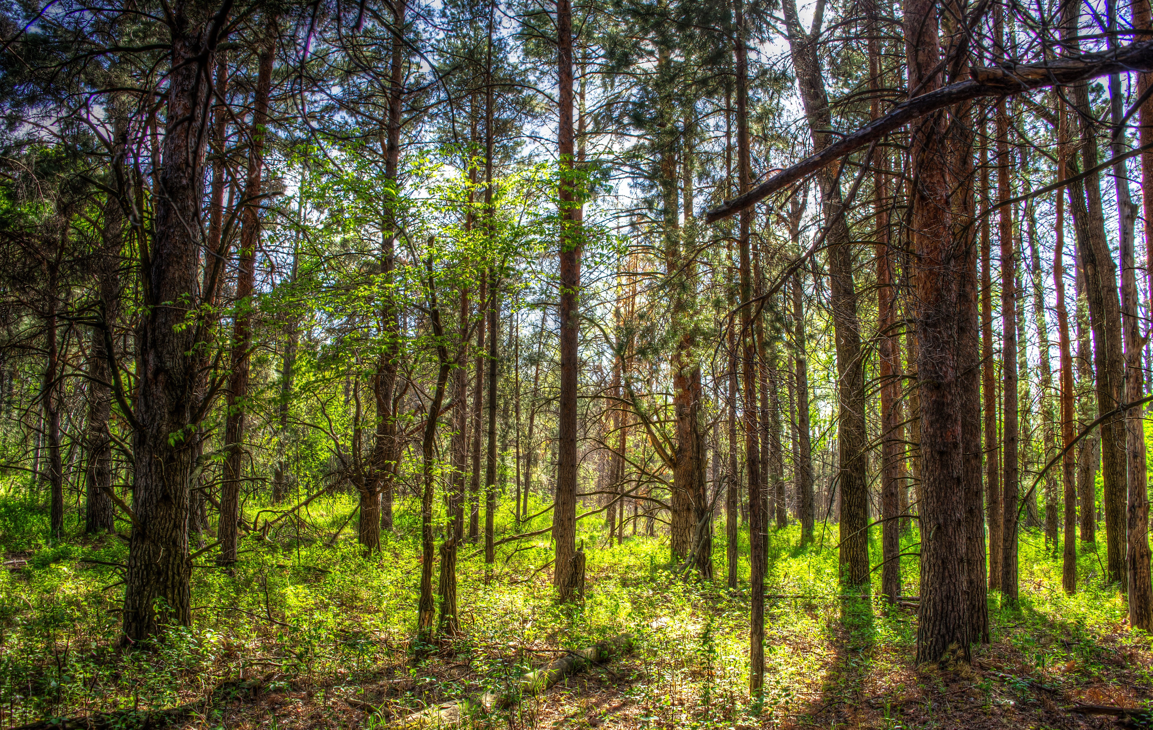 Forest in North Dakota, USA HD Wallpaper