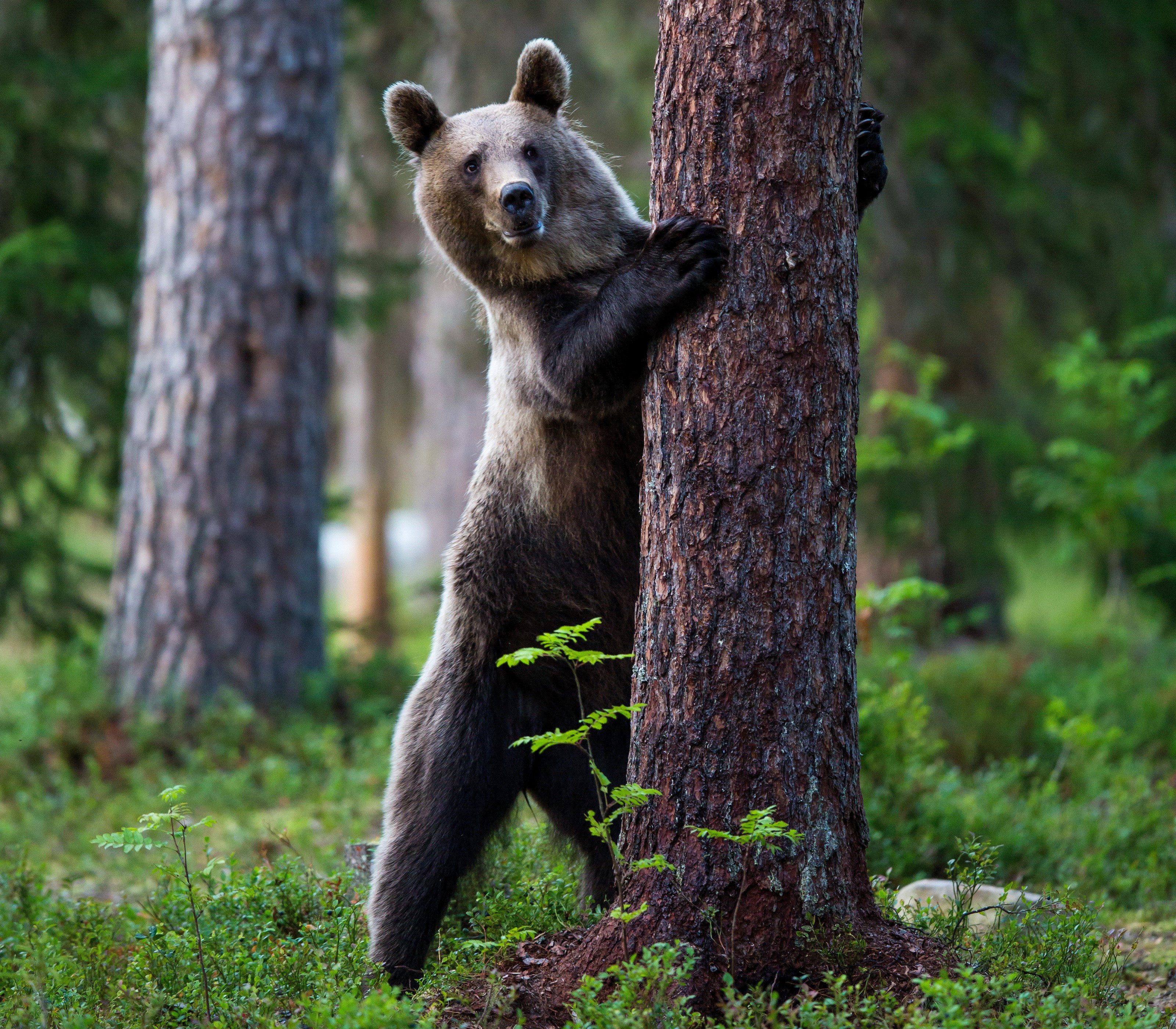 Brown bear standing by a tree trunk in a forest HD Wallpaper