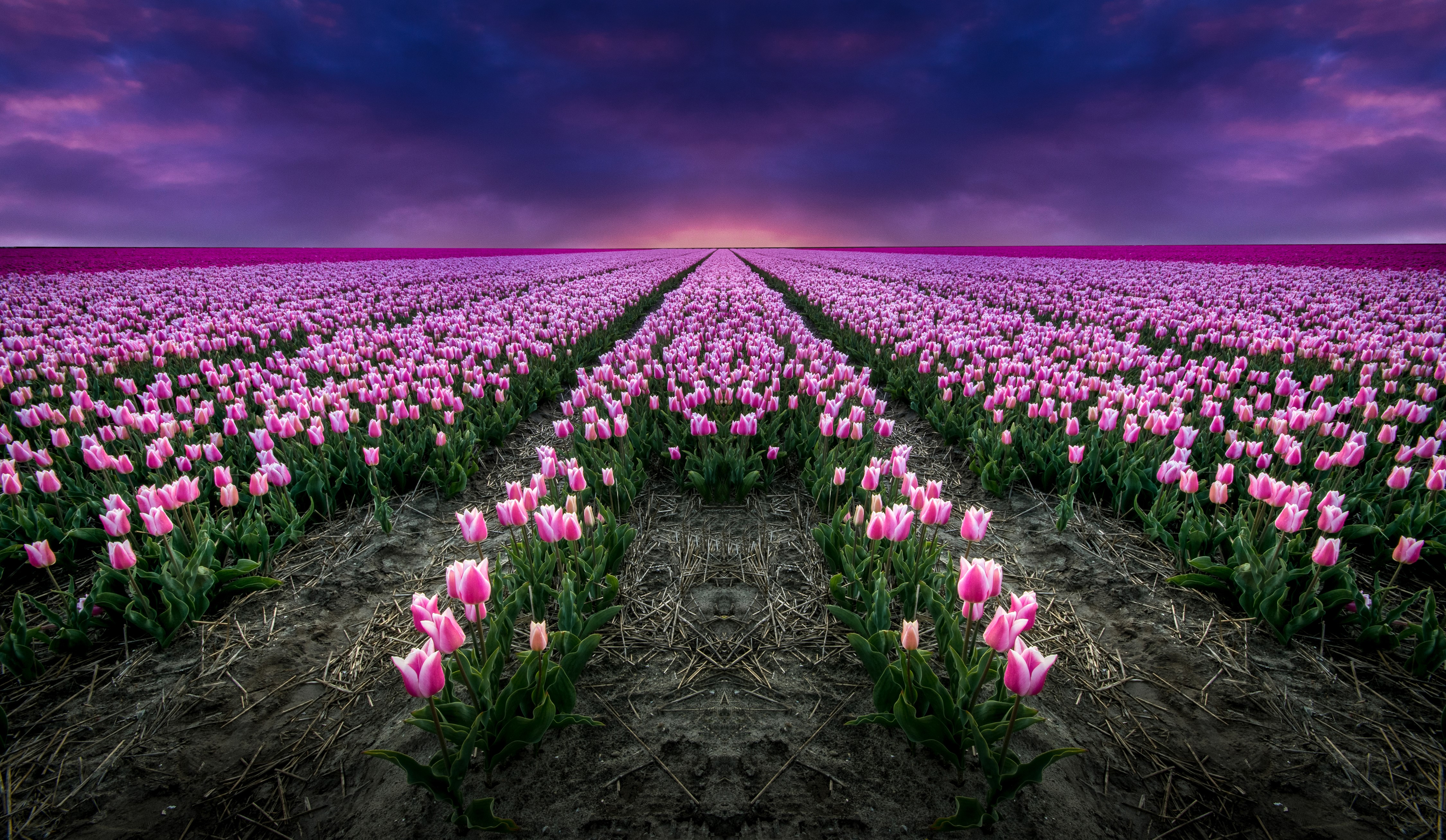 Field of Pink Tulips at Sunset HD Wallpaper