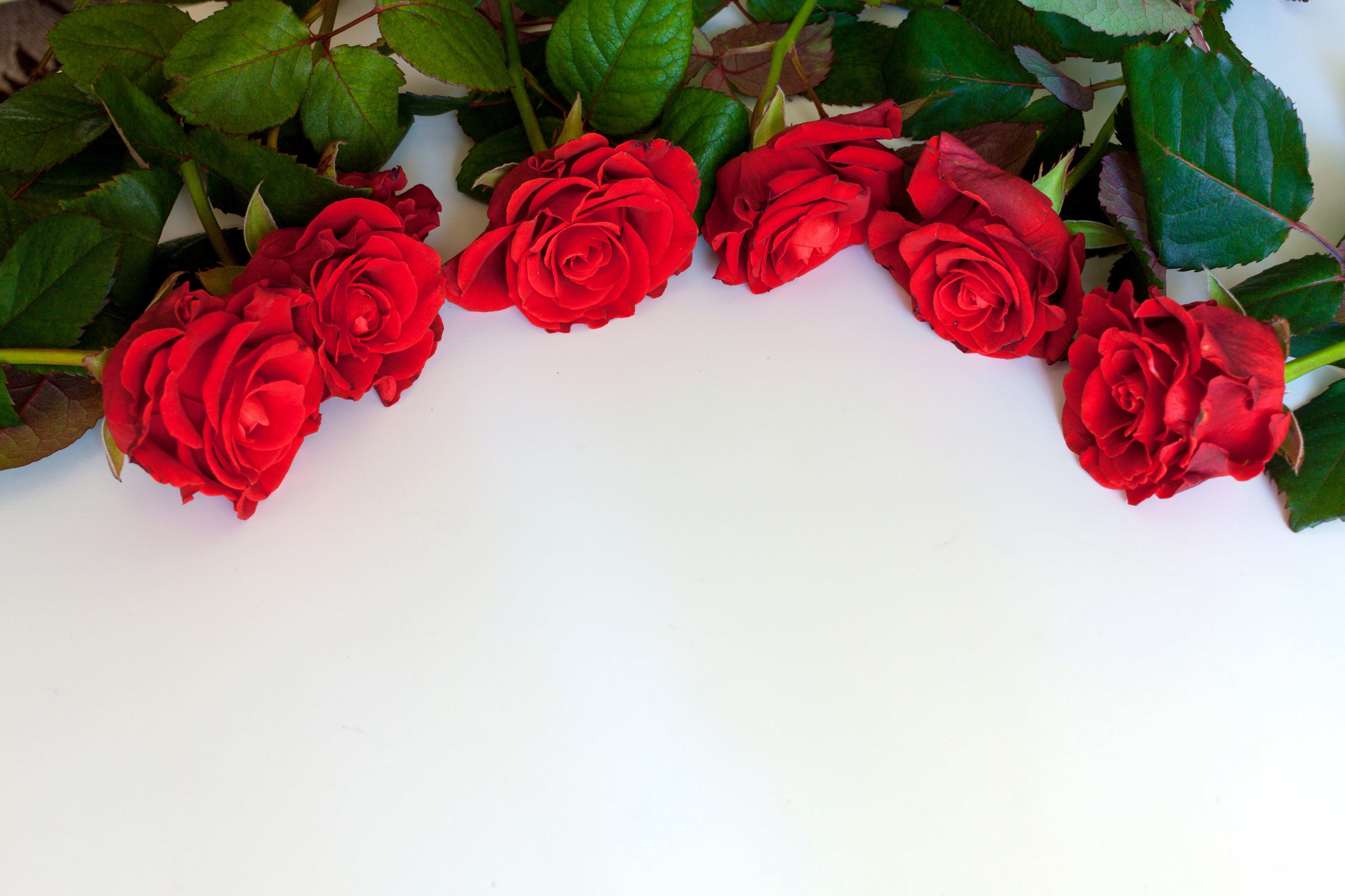 Red Roses Template Greeting Card HD Wallpaper
