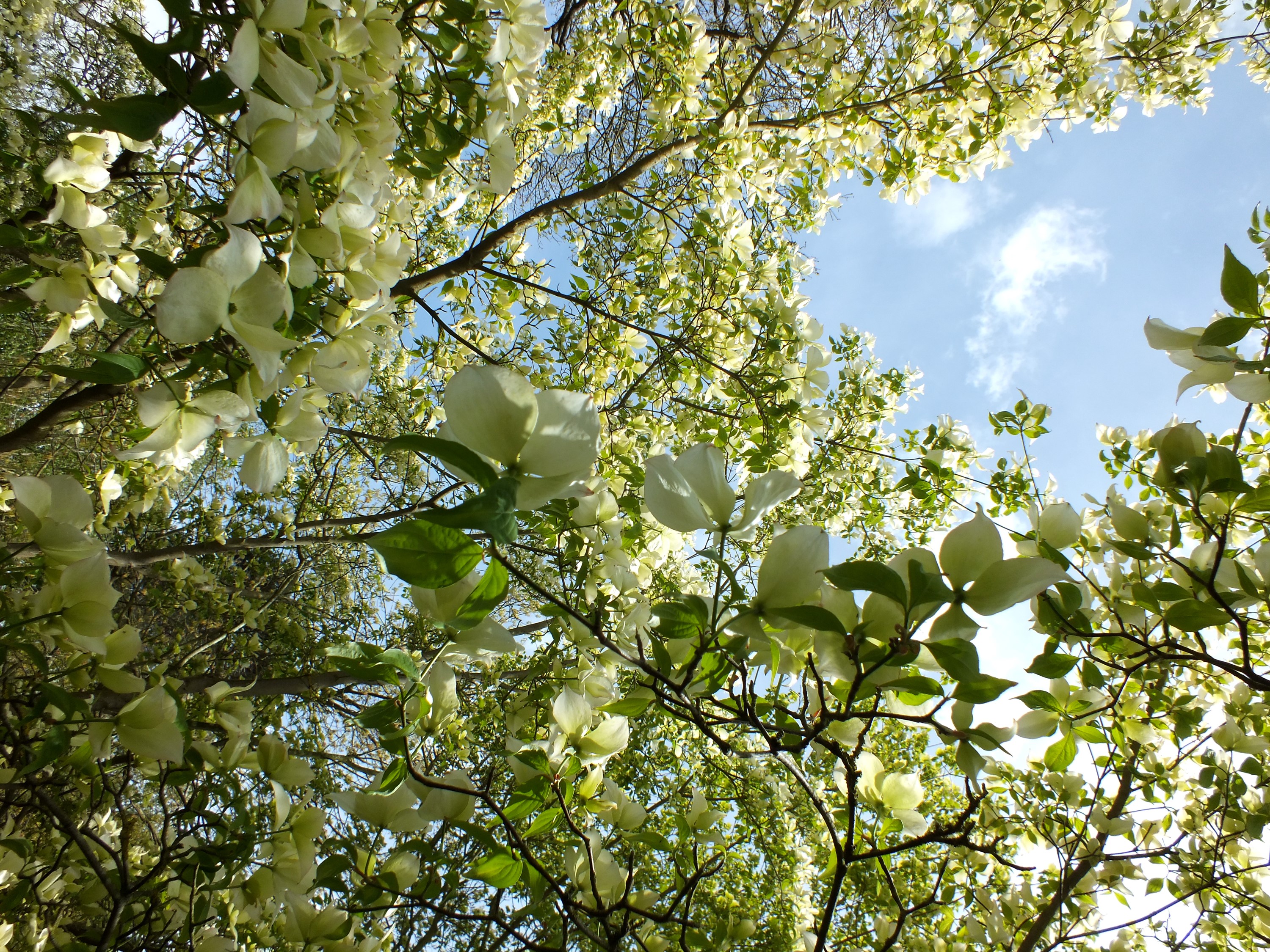 White Dogwood Flowers Blooming on Branches Against Blue Sky HD Wallpaper