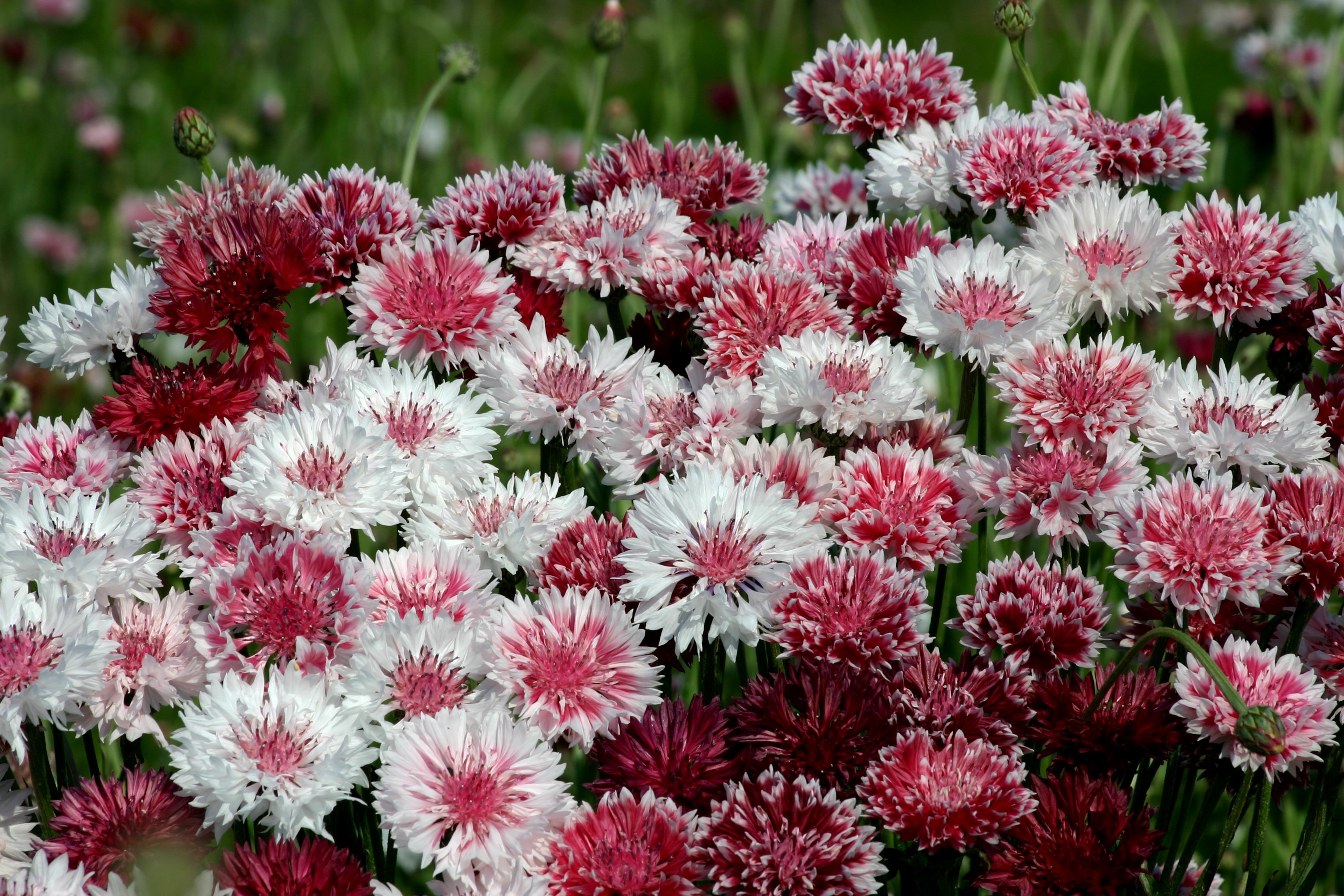 Field of pink and white cornflowers HD Wallpaper