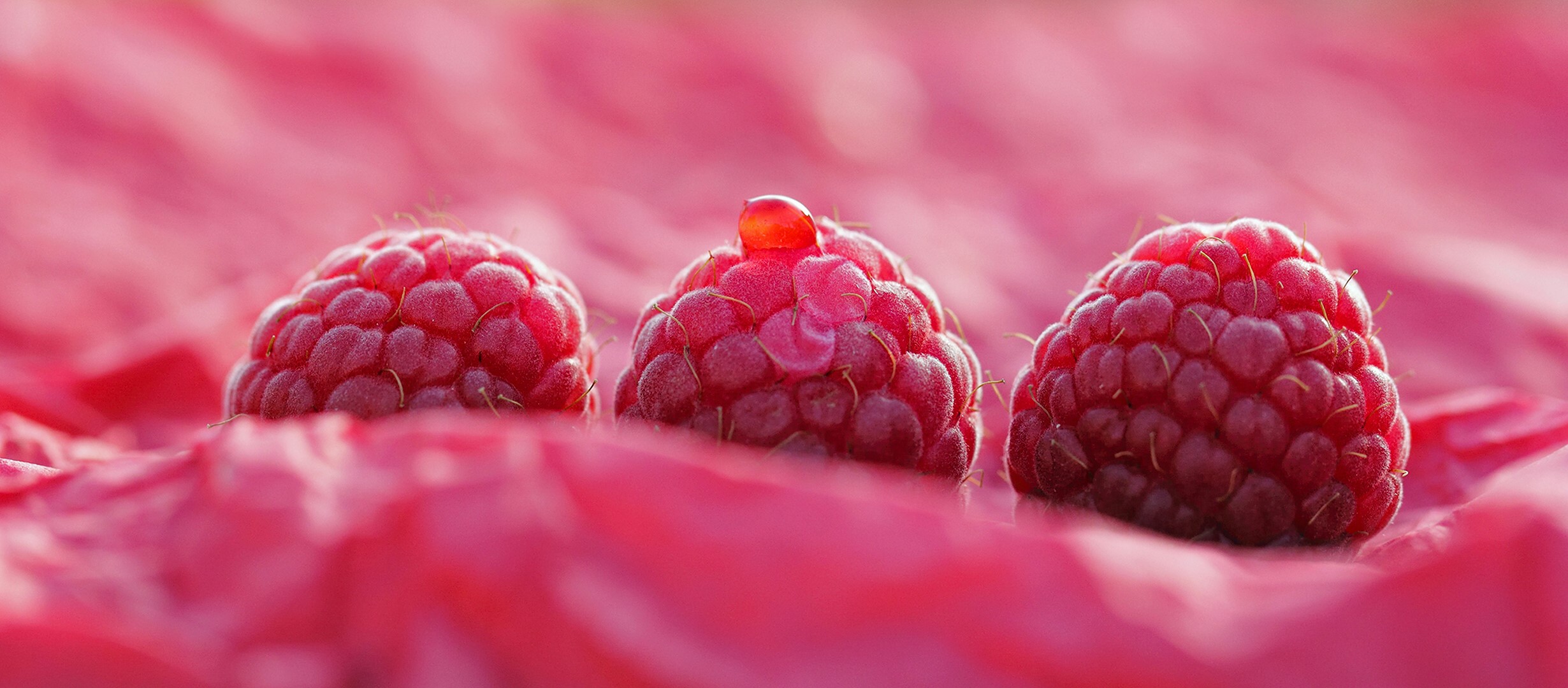Three raspberries with a water droplet HD Wallpaper