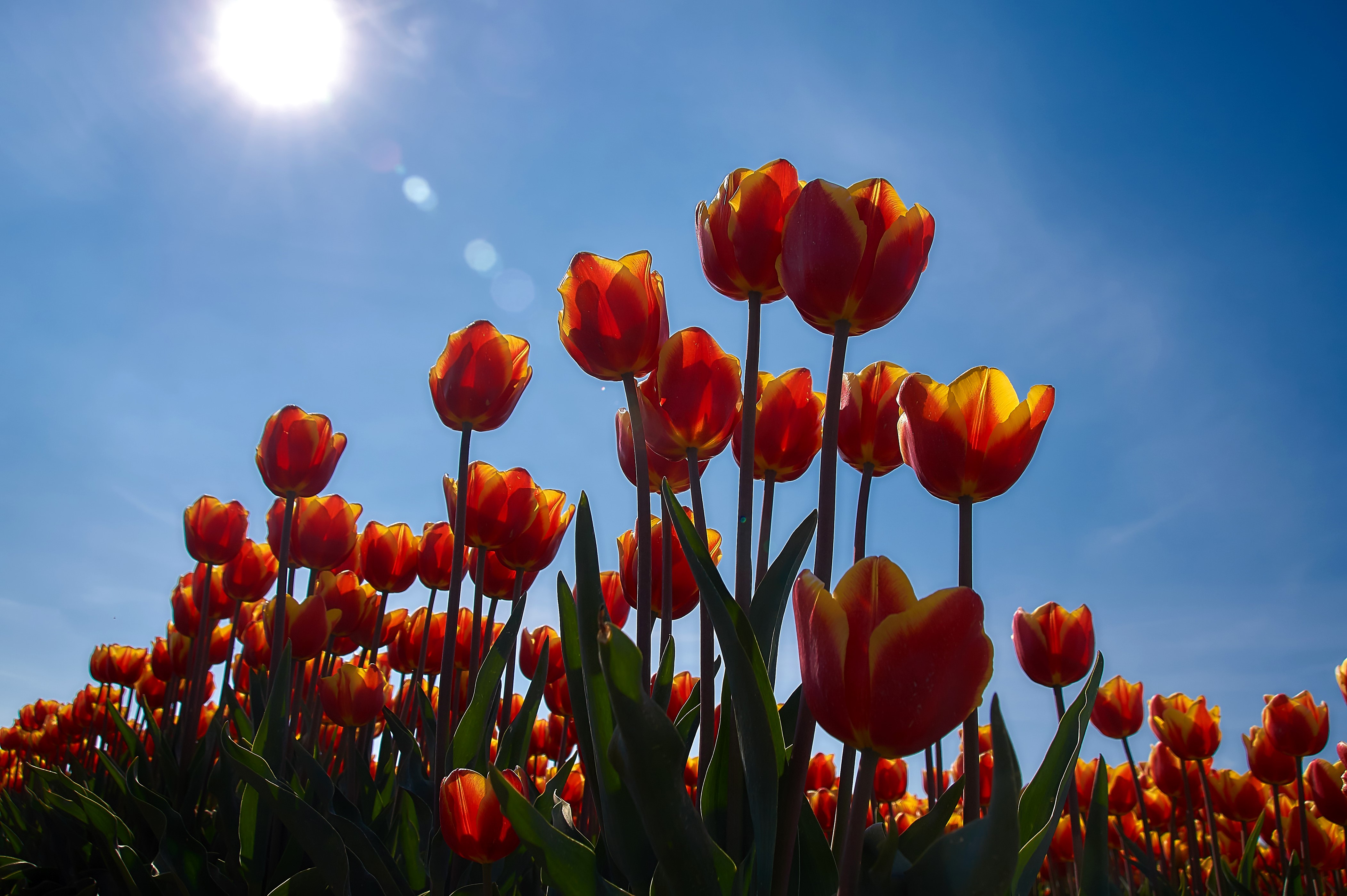 4K Tulips Field Under Bright Sun and Blue Sky HD Wallpaper