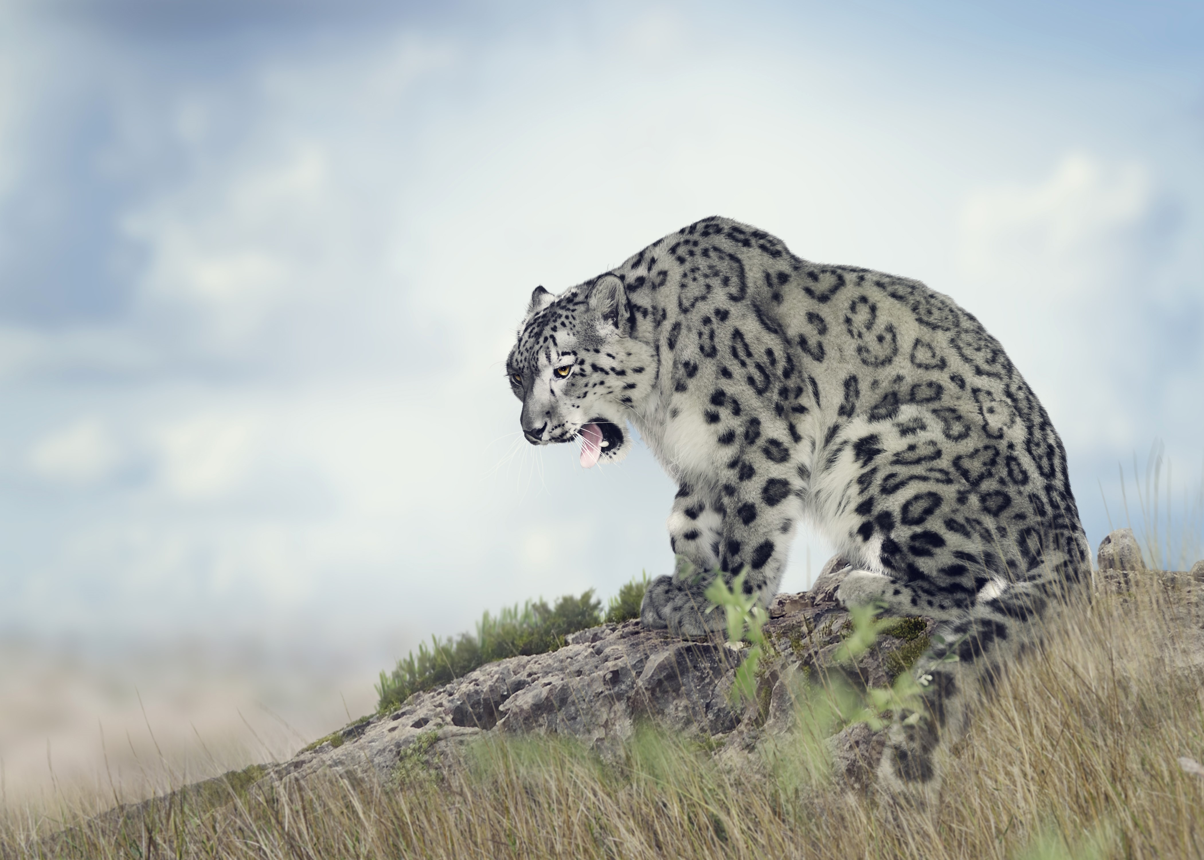 Snow leopard on a rocky outcrop HD Wallpaper