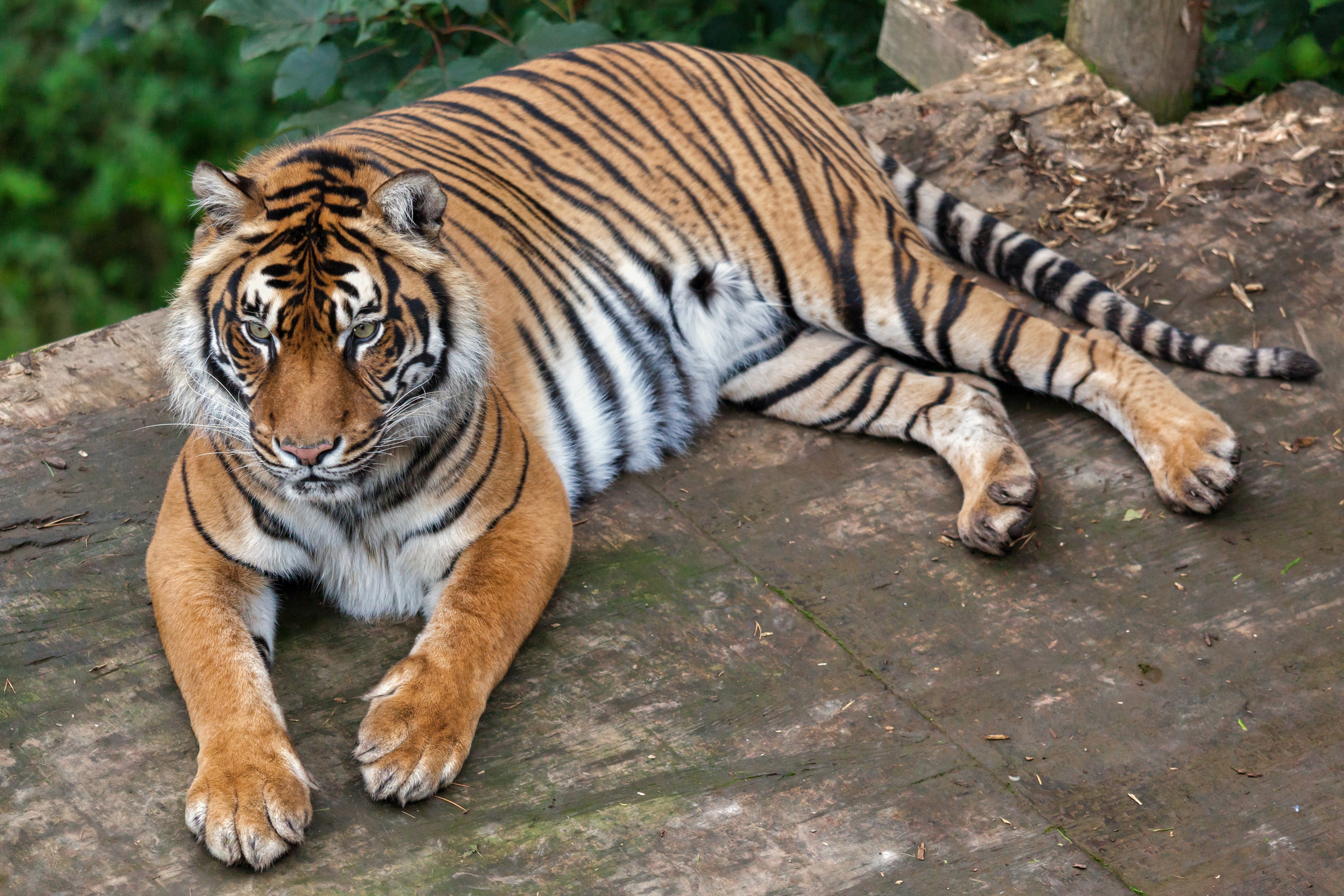 Tiger lying on wooden platform HD Wallpaper