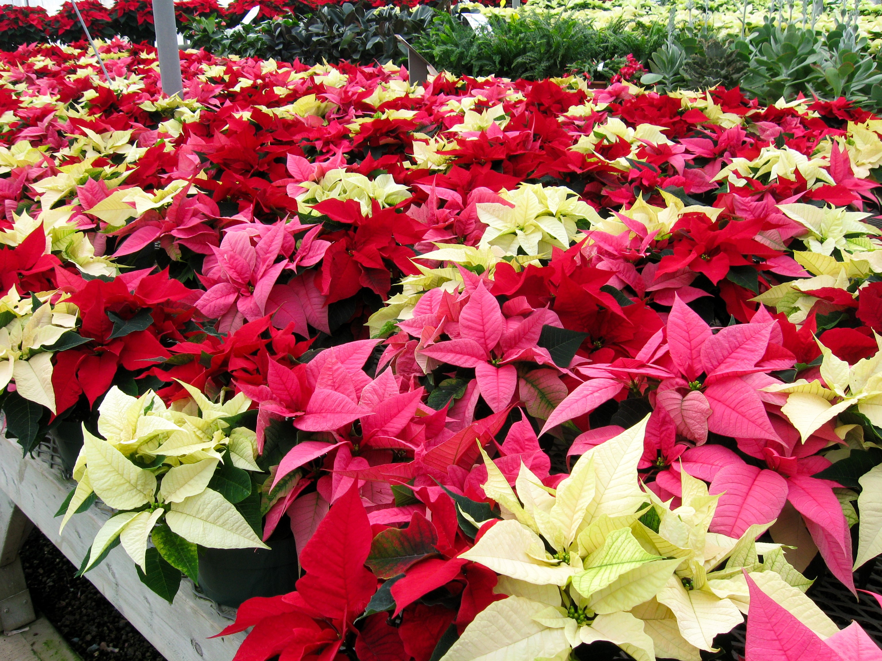 Red, pink, and white poinsettias in pots HD Wallpaper