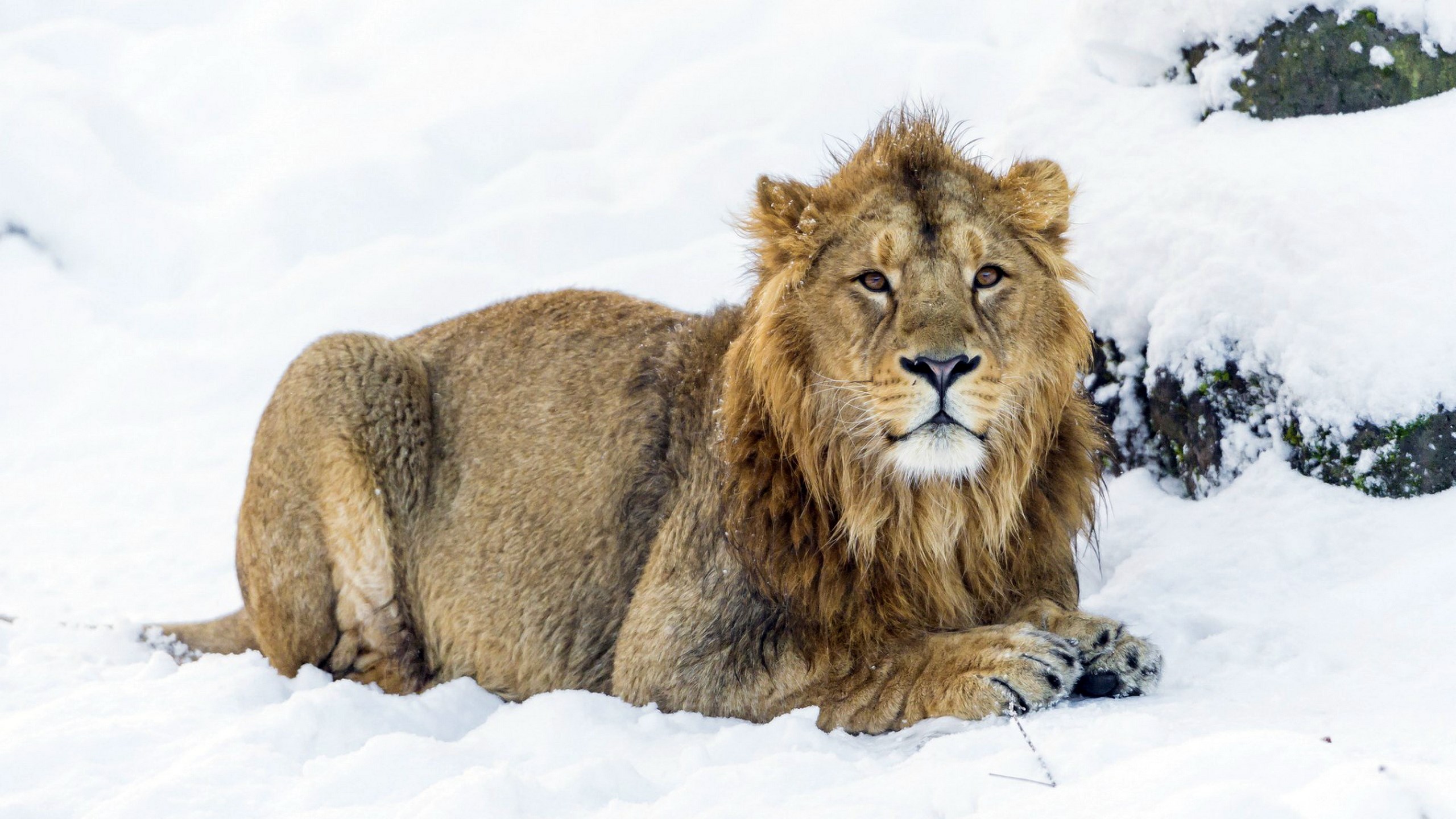 Lion lying in the snow HD Wallpaper