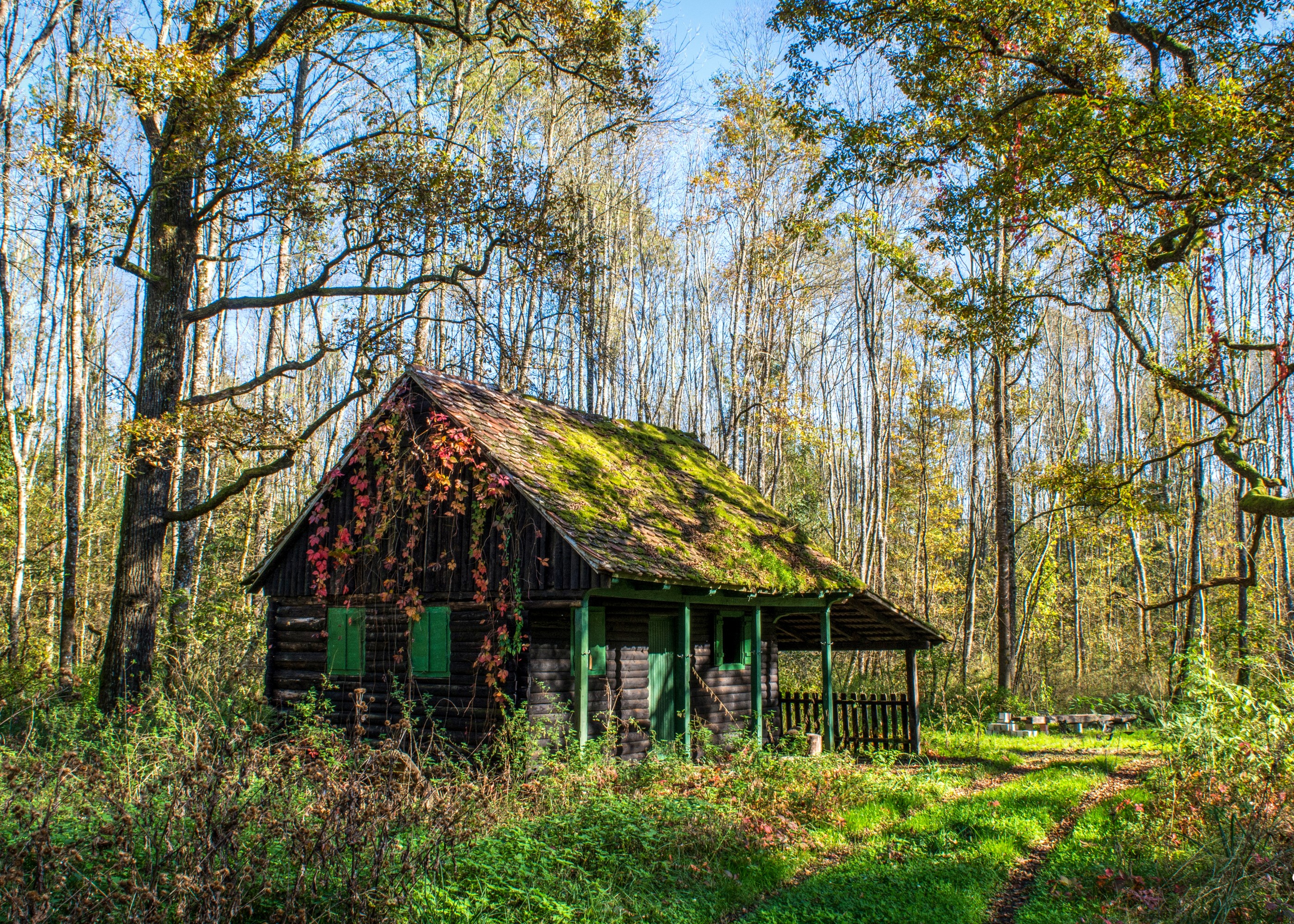 Moss-covered cabin in a forest in Croatia HD Wallpaper