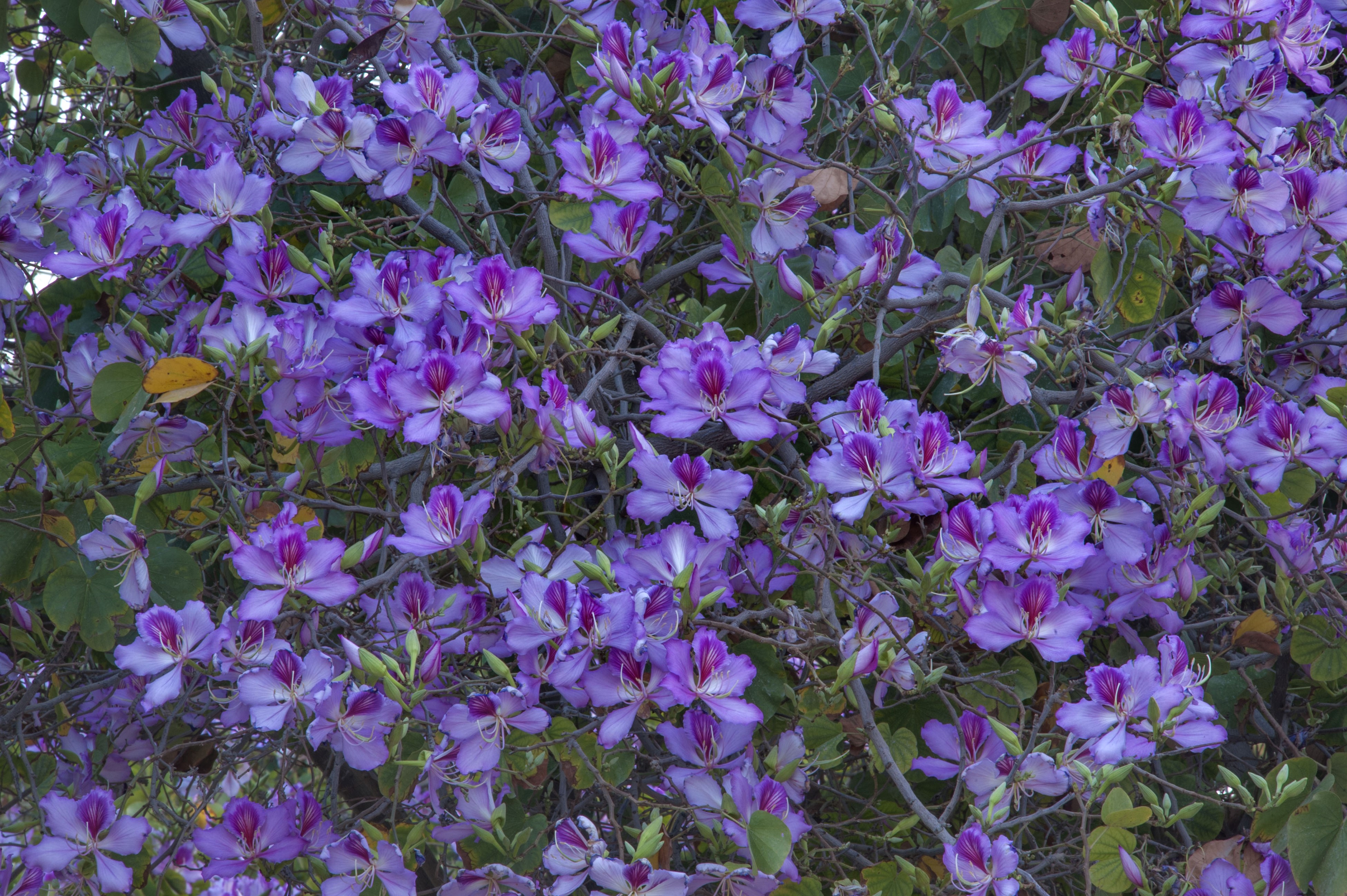 Many purple orchid flowers on branches HD Wallpaper