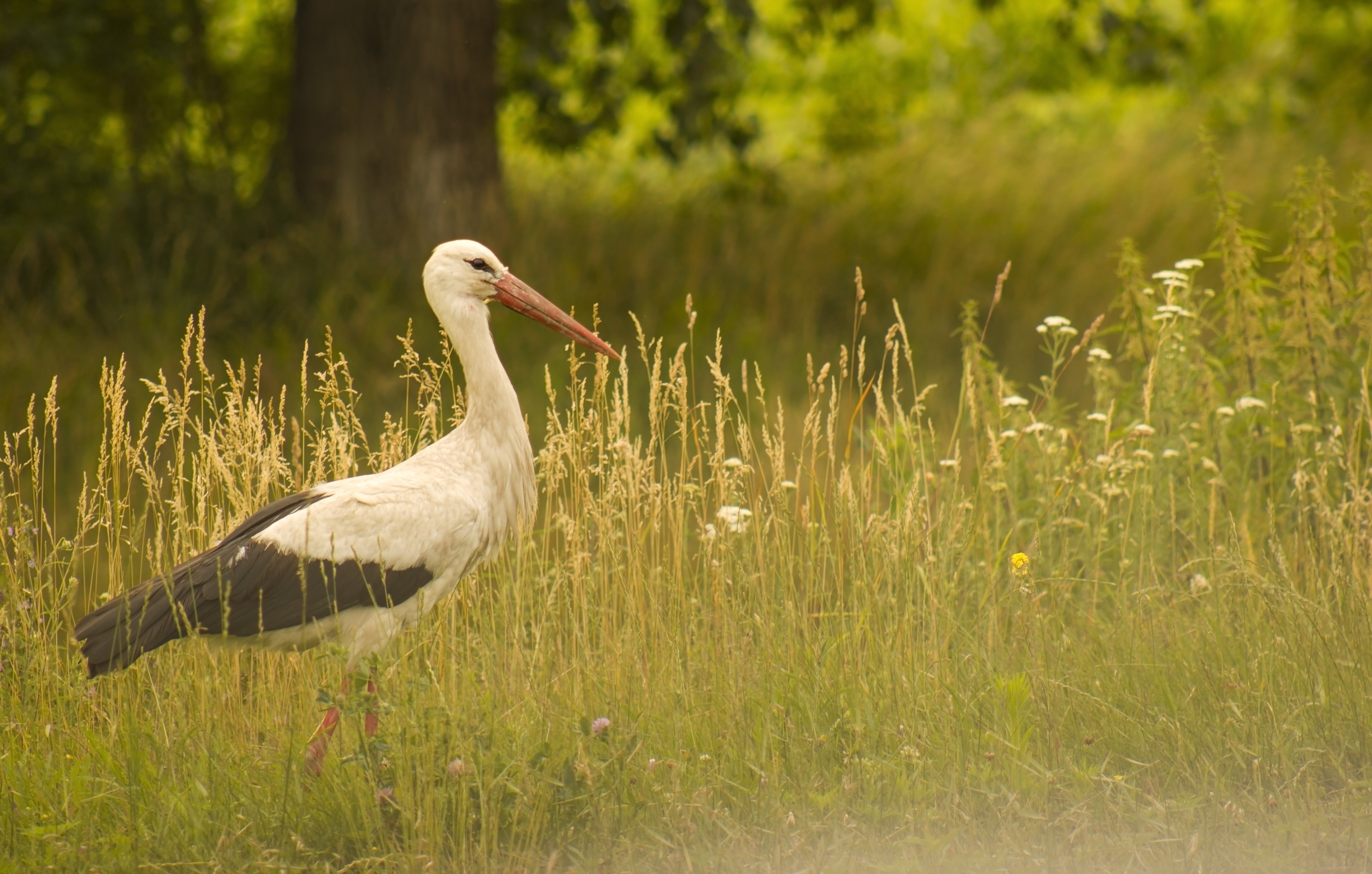 White stork standing in tall grass HD Wallpaper