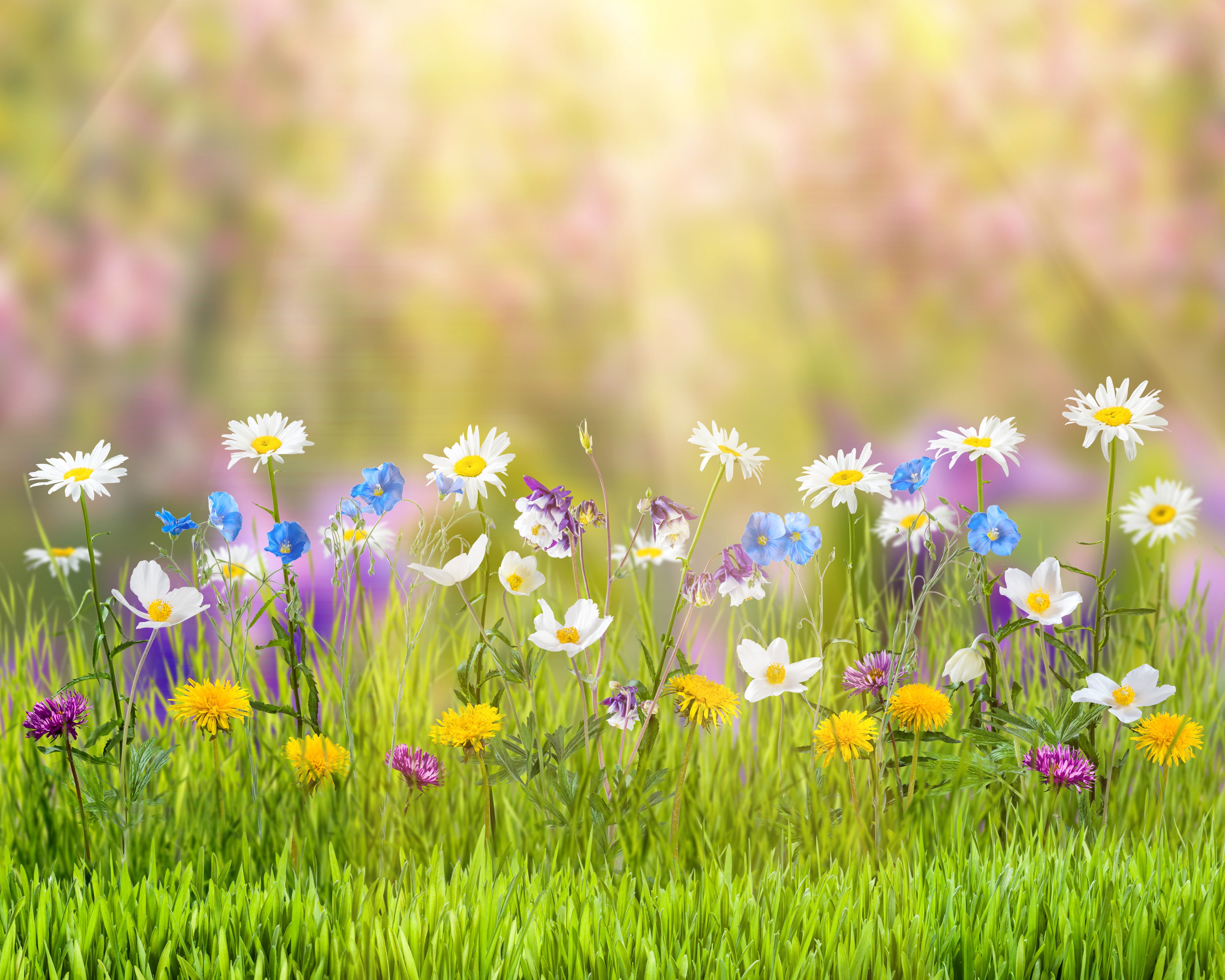 Wildflowers in a sunlit meadow HD Wallpaper