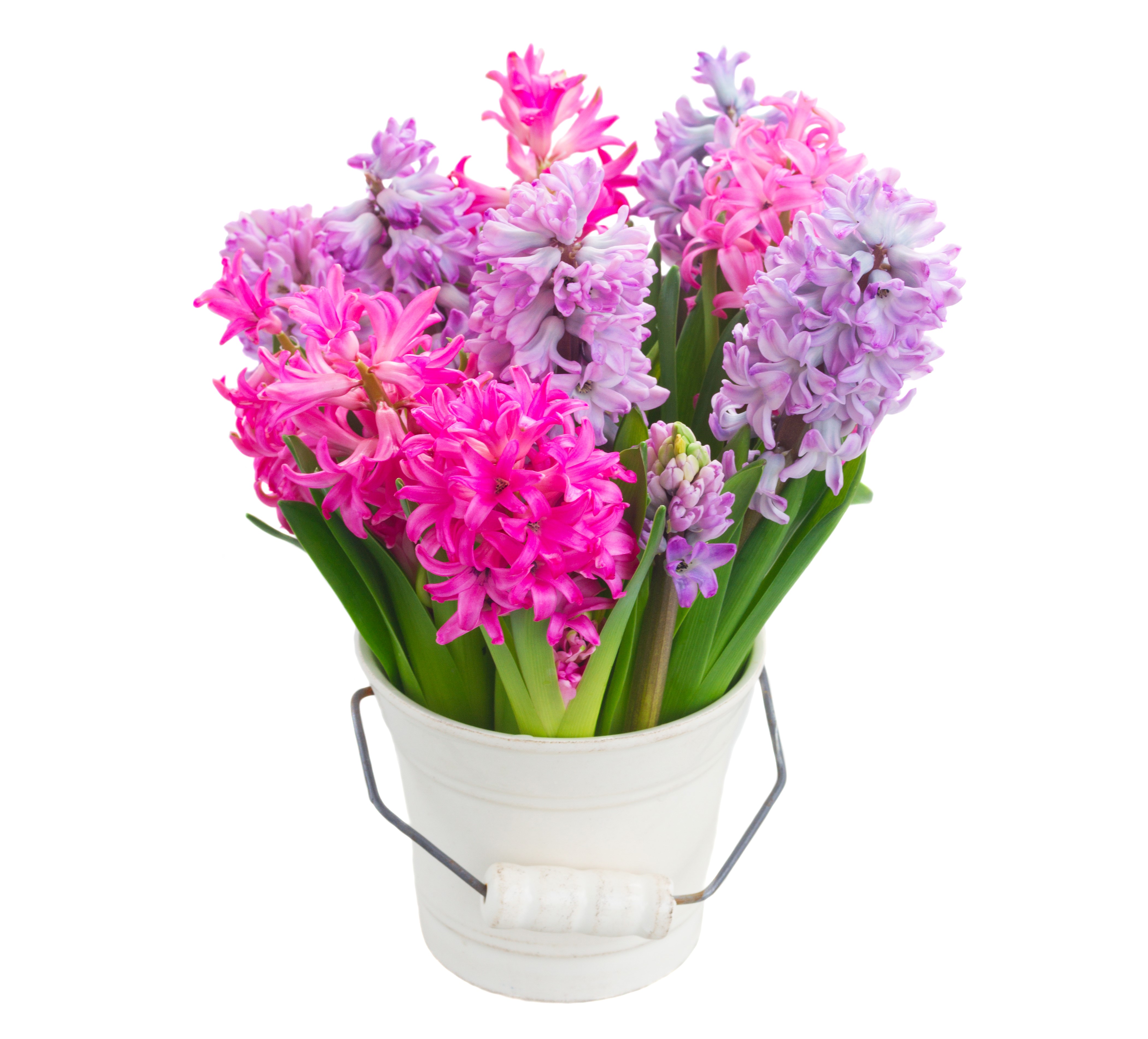 Hyacinths in a bucket HD Wallpaper