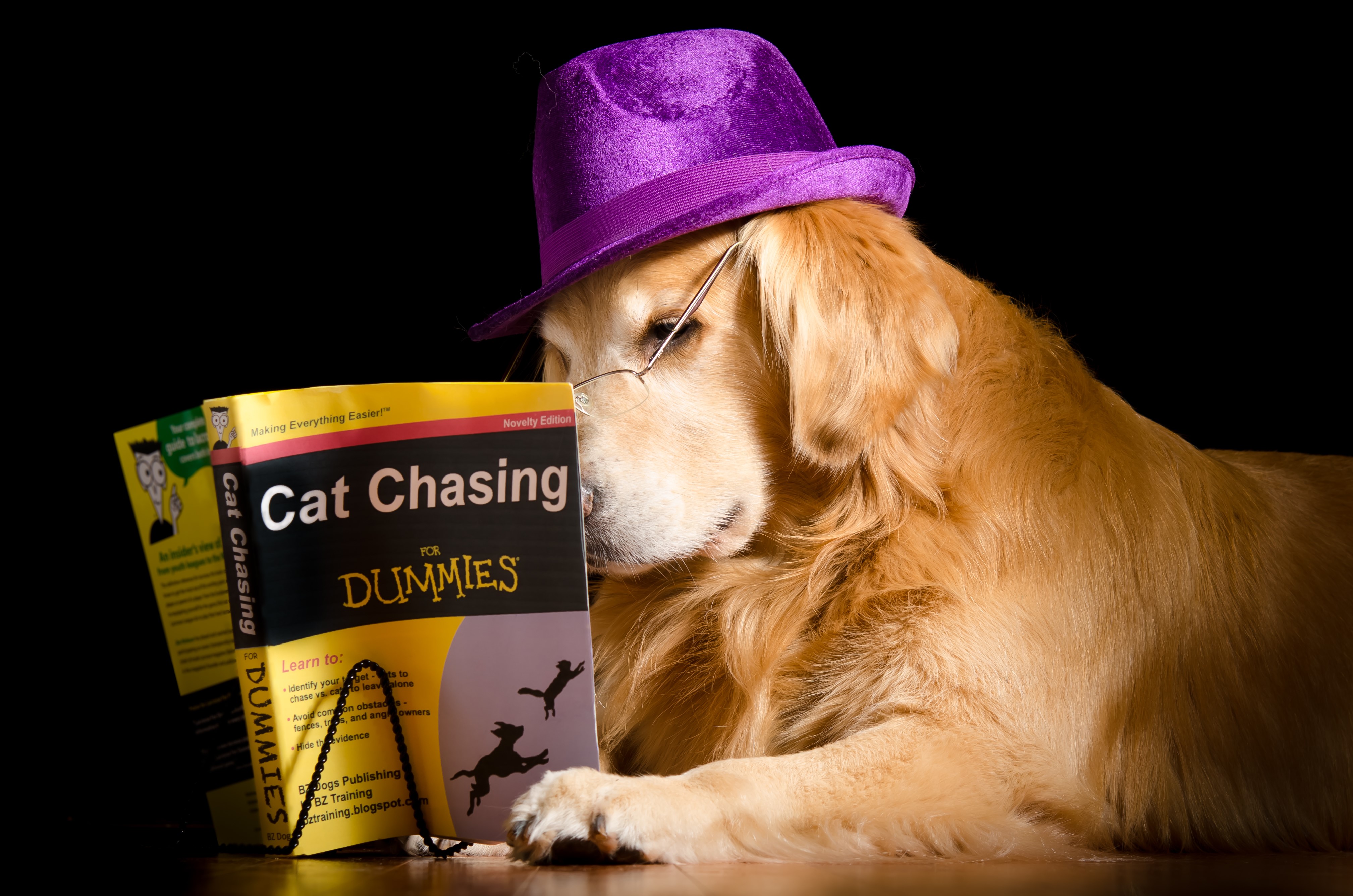 Golden Retriever Dog Reading Cat Chasing for Dummies Book HD Wallpaper