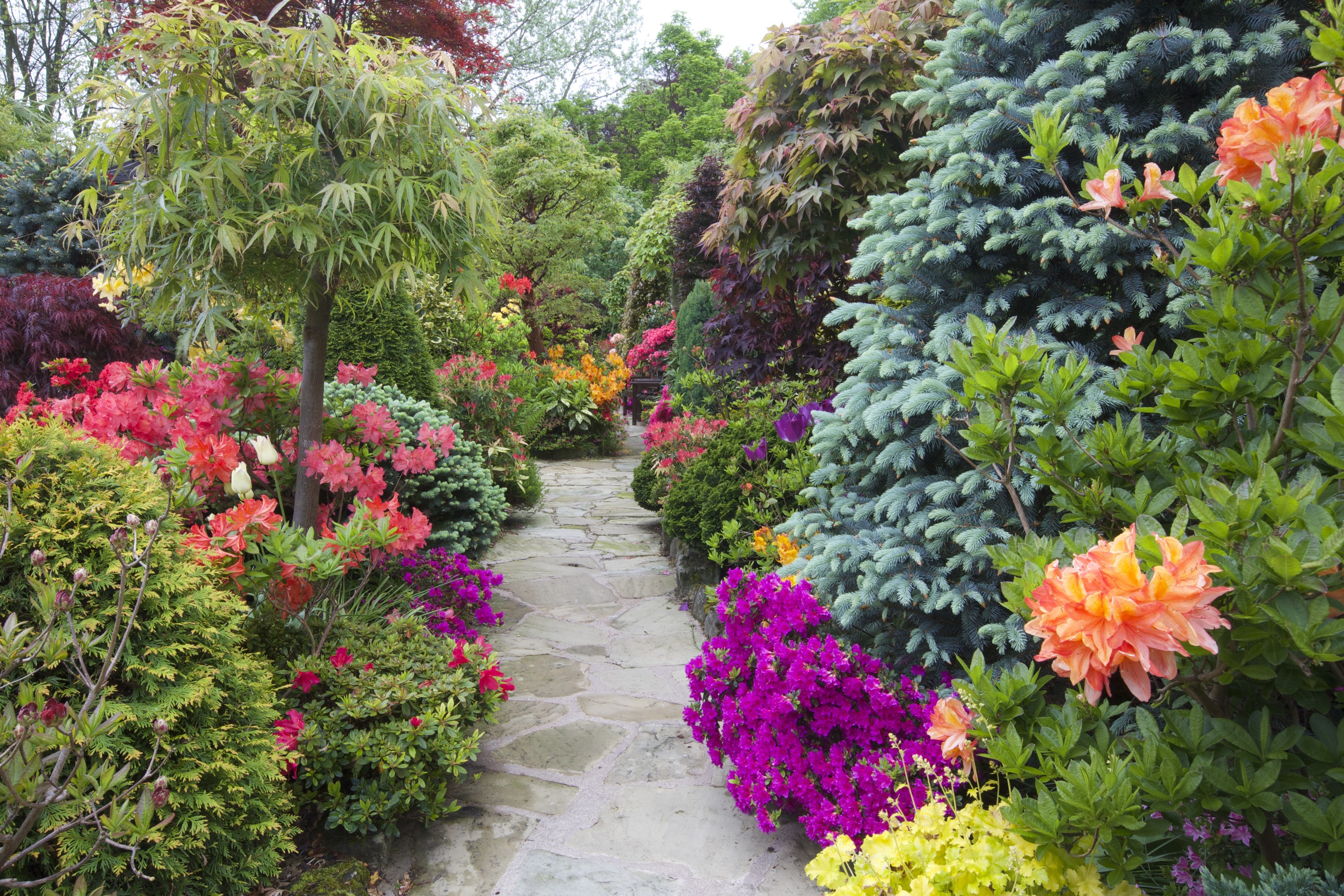 Stone path through a colorful garden with rhododendrons and trees HD Wallpaper