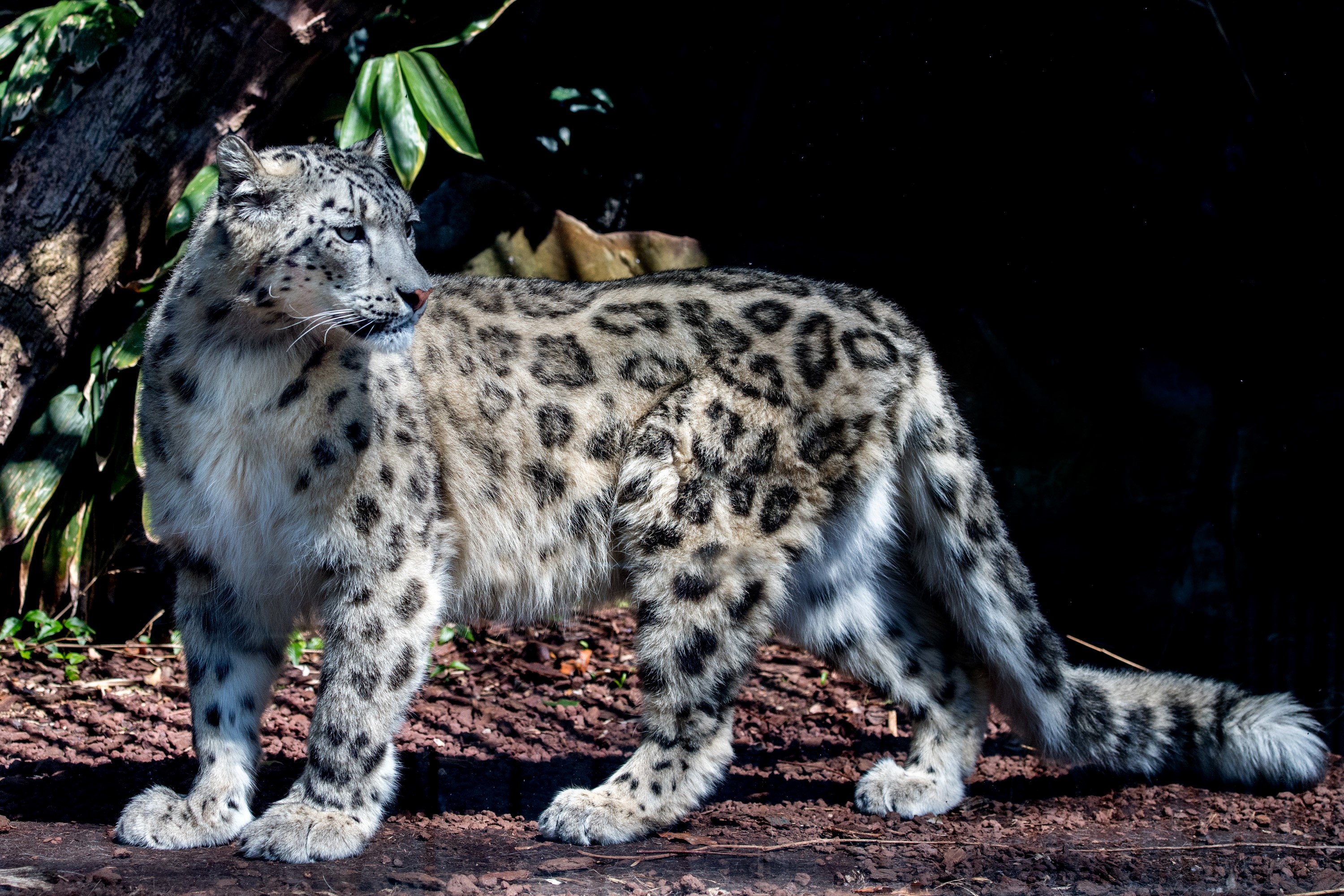 Snow leopard standing in dappled sunlight HD Wallpaper