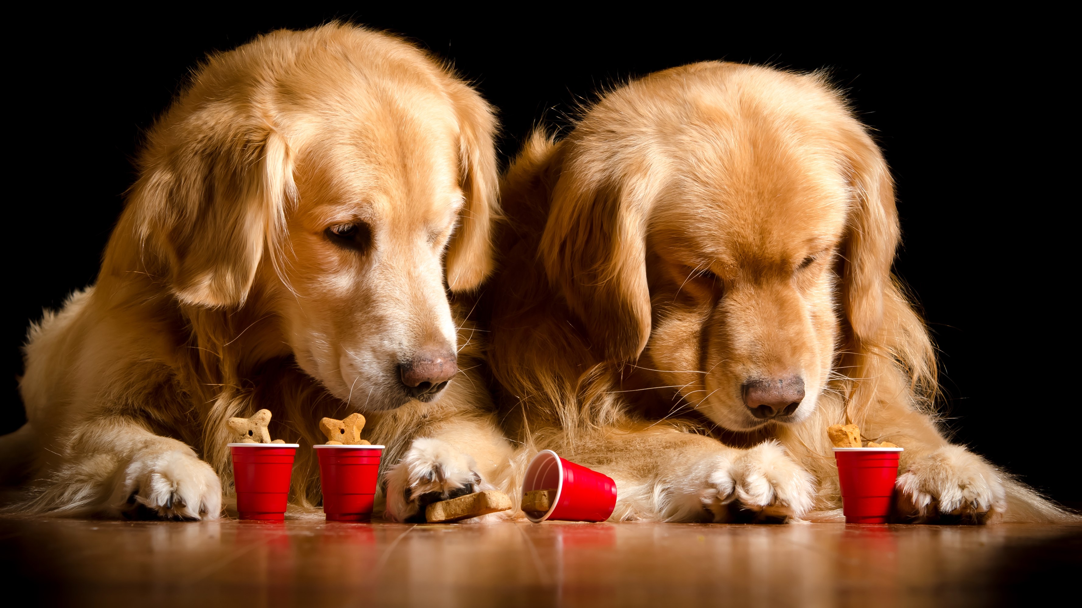 Two Golden Retrievers with Treats in Red Cups HD Wallpaper