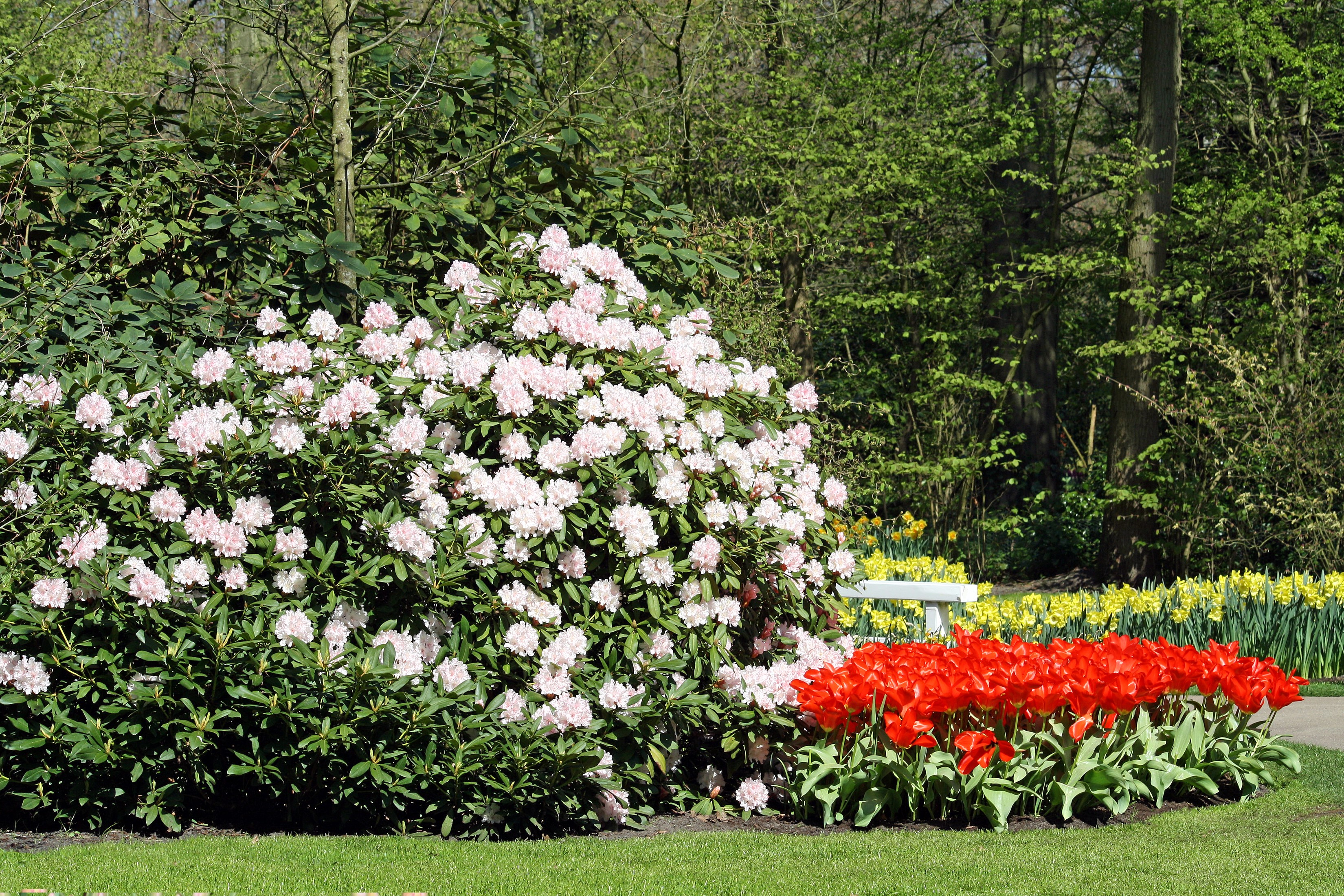 Rhododendron and Tulips in a Park in the Netherlands HD Wallpaper
