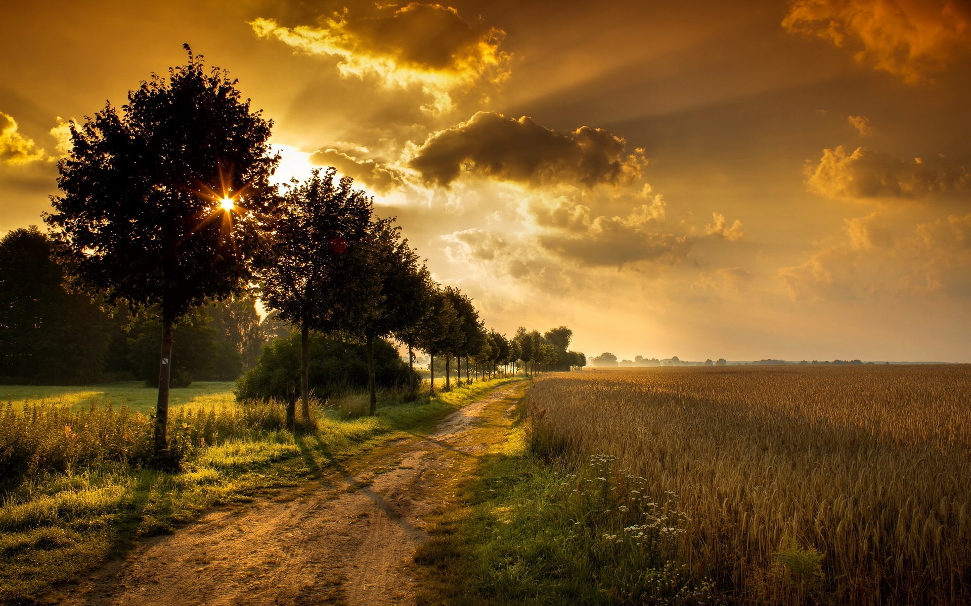 Dirt road through a wheat field at sunset HD Wallpaper