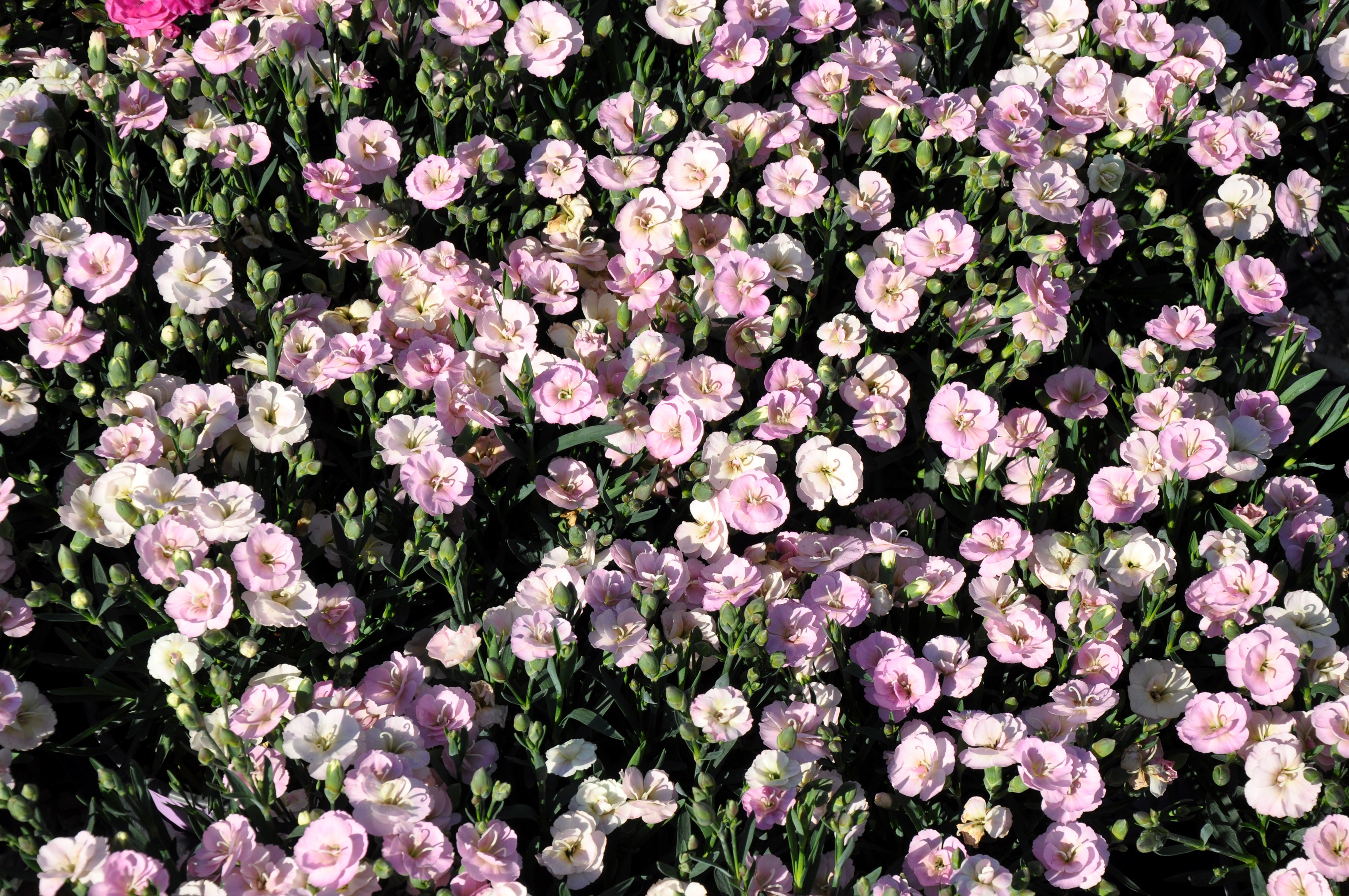 Many pink and white carnations blooming HD Wallpaper