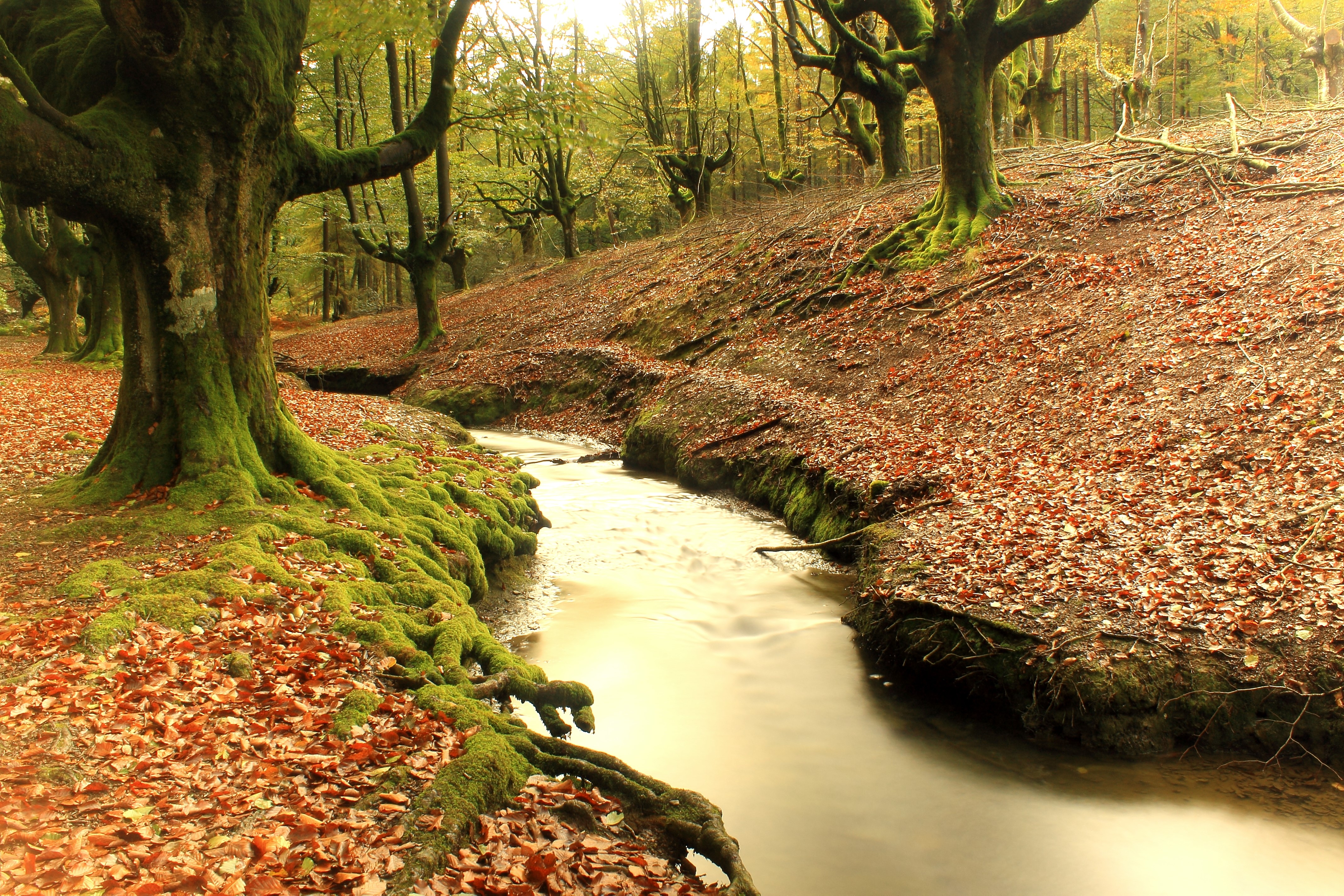 4K Hayedo de Otzarreta Forest in Spain HD Wallpaper